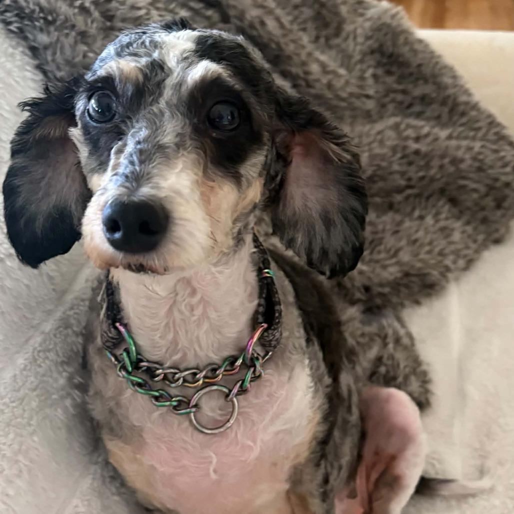 Enlarge Hazel, a Adoptable mixed breed in Rochester, MN image 6/6