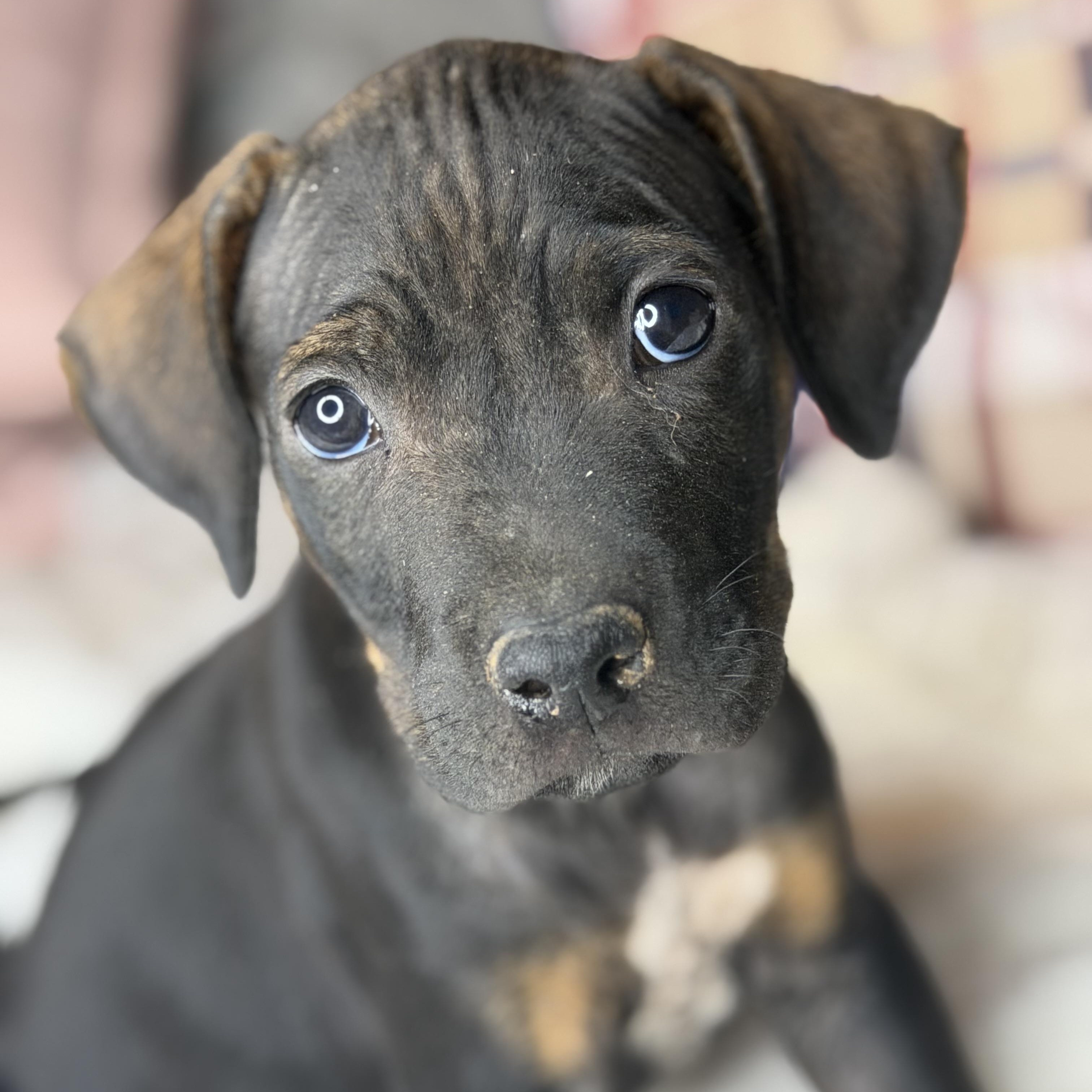 Benson, Adoptable, Puppy Male Rhodesian Ridgeback & Labrador Retriever.
