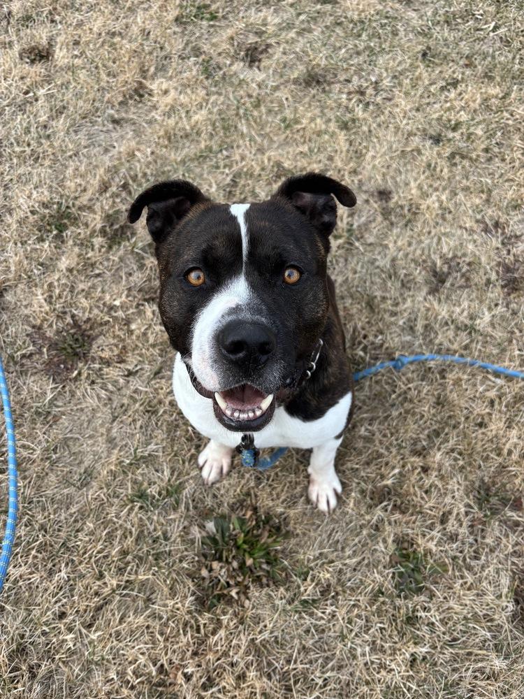 Enlarge Hypno, a Adoptable Pit Bull Terrier in Clinton Township, MI image 1/6