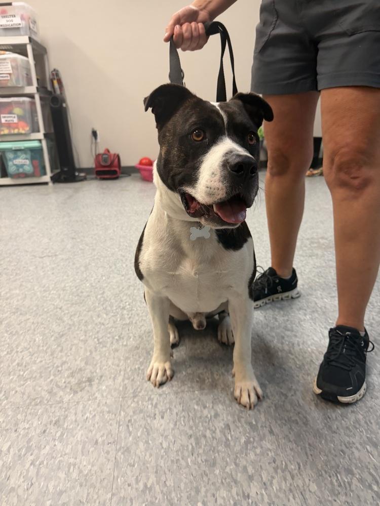 Enlarge Hypno, a Adoptable Pit Bull Terrier in Clinton Township, MI image 2/6