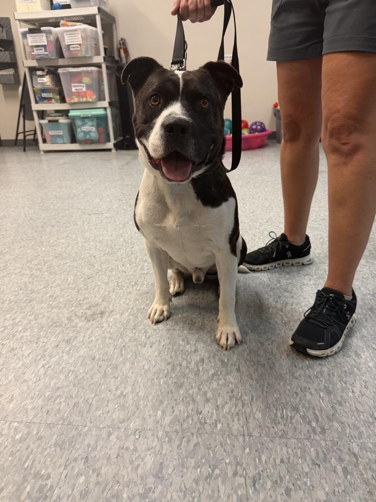 Enlarge Hypno, a Adoptable Pit Bull Terrier in Clinton Township, MI image 3/6