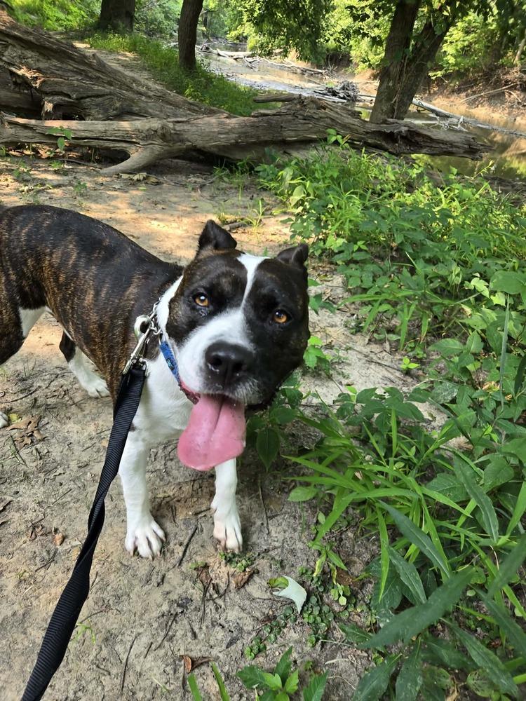 Enlarge Hypno, a Adoptable Pit Bull Terrier in Clinton Township, MI image 4/6