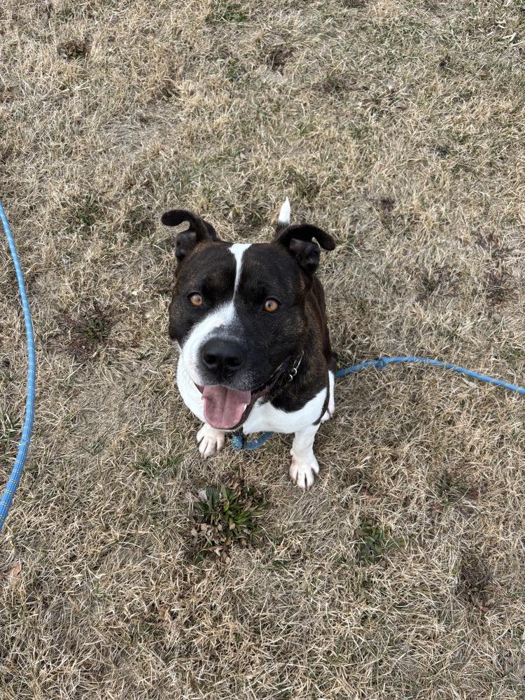 Enlarge Hypno, a Adoptable Pit Bull Terrier in Clinton Township, MI image 5/6