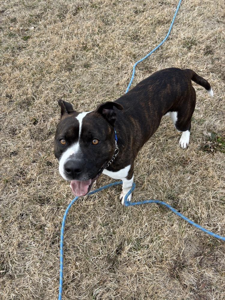Enlarge Hypno, a Adoptable Pit Bull Terrier in Clinton Township, MI image 6/6