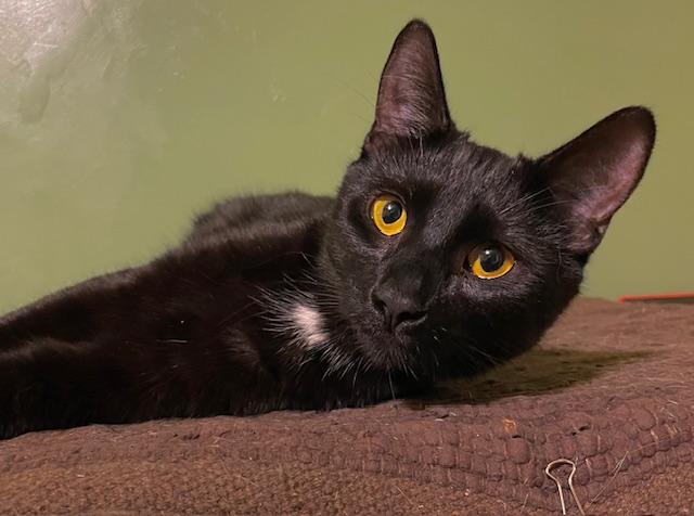Velvet, Adoptable, Adult Male Domestic Short Hair.