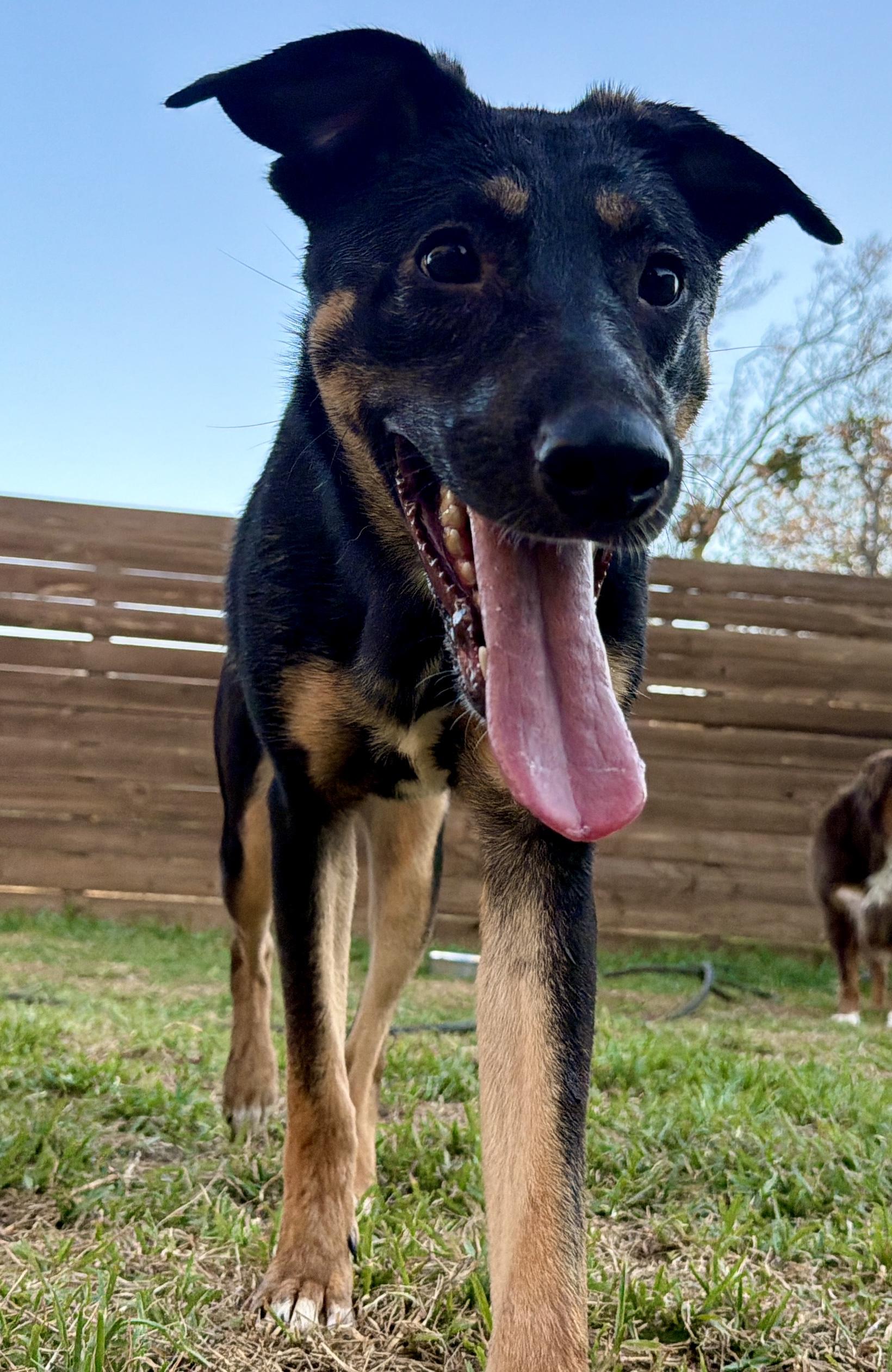 Aurora, Adoptable, Young Female Mixed Breed.
