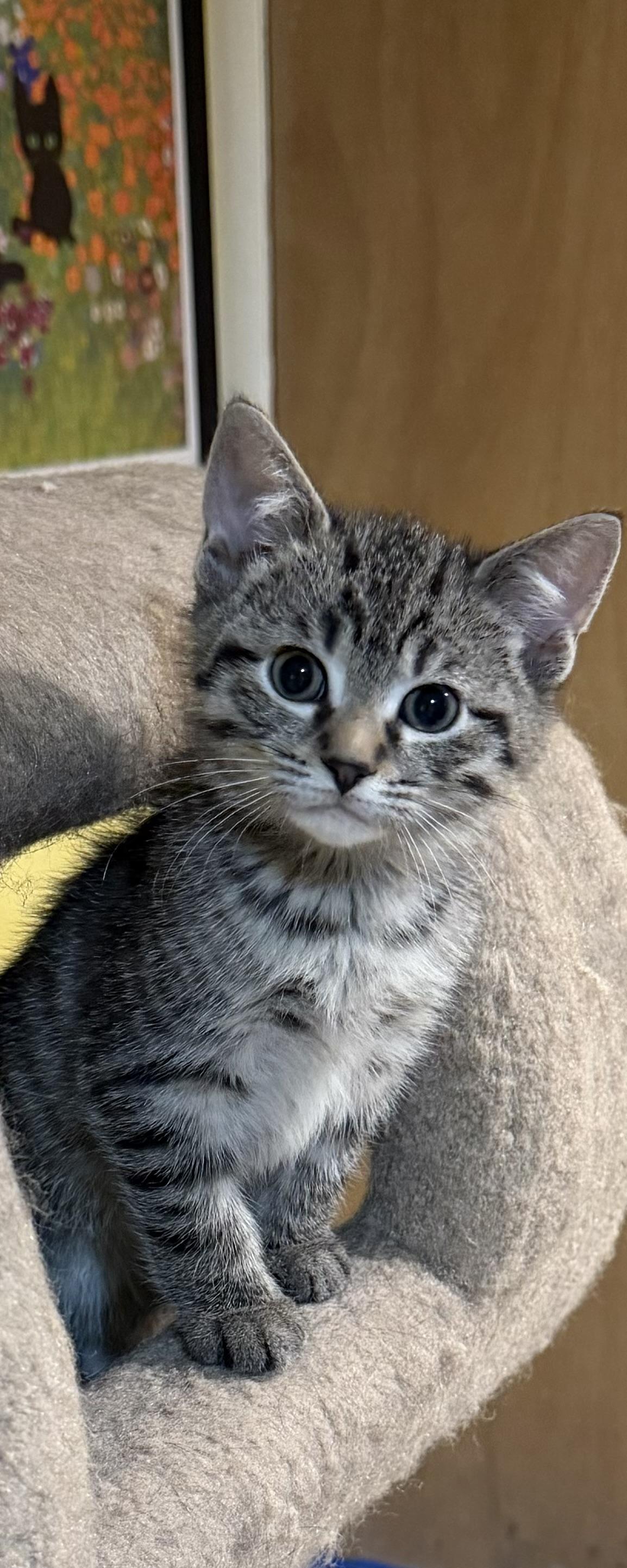 Enlarge Jack, a Adoptable Domestic Short Hair in Westfield, NJ image 2/5