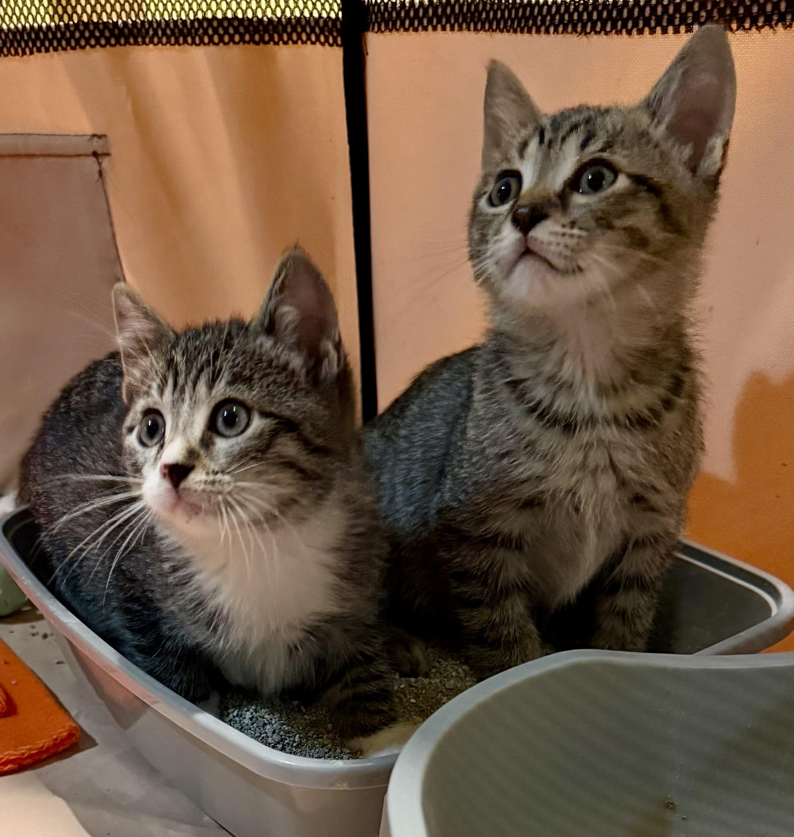 Enlarge Jack, a Adoptable Domestic Short Hair in Westfield, NJ image 5/5