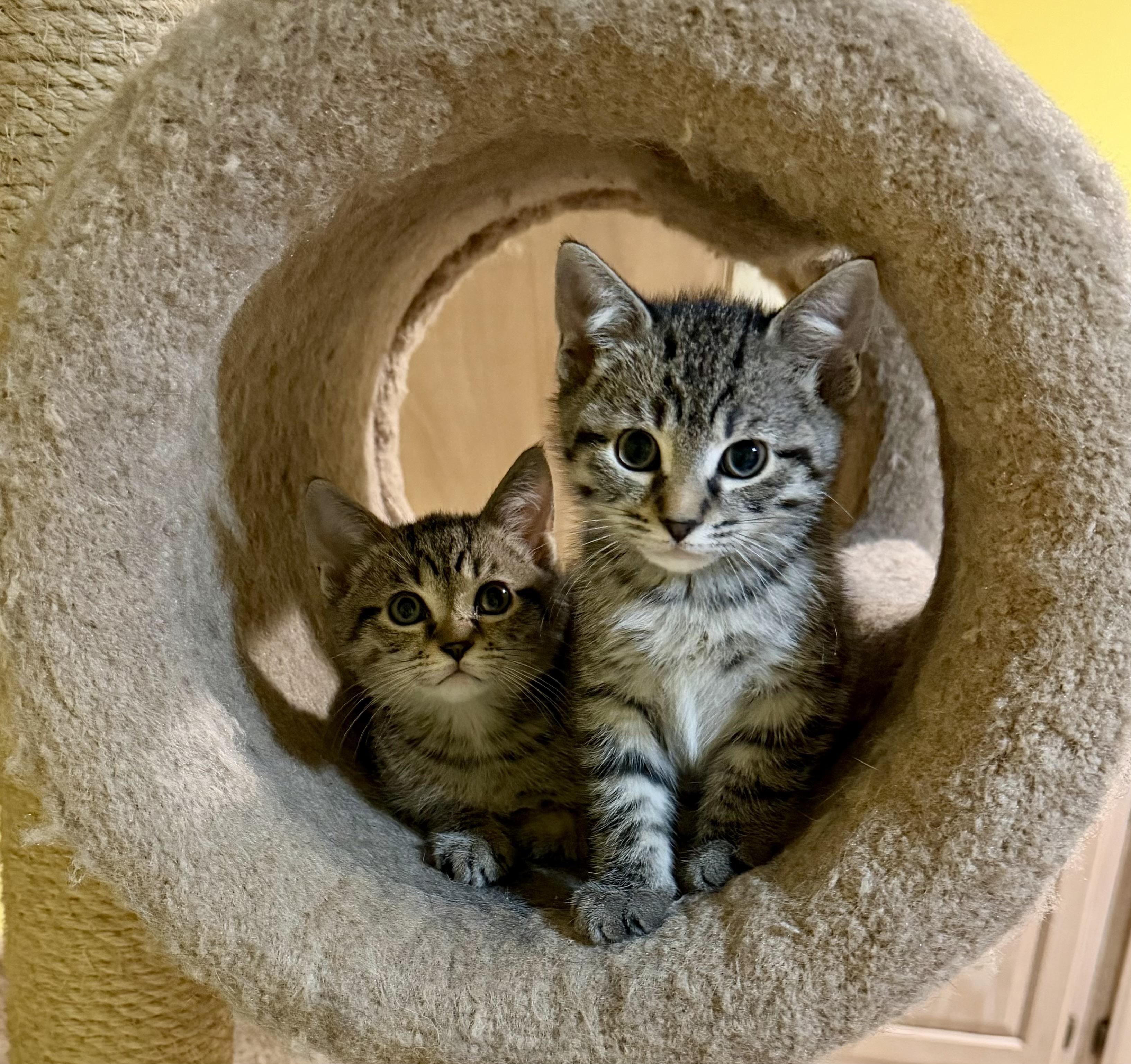 Enlarge Jack, a Adoptable Domestic Short Hair in Westfield, NJ image 4/5