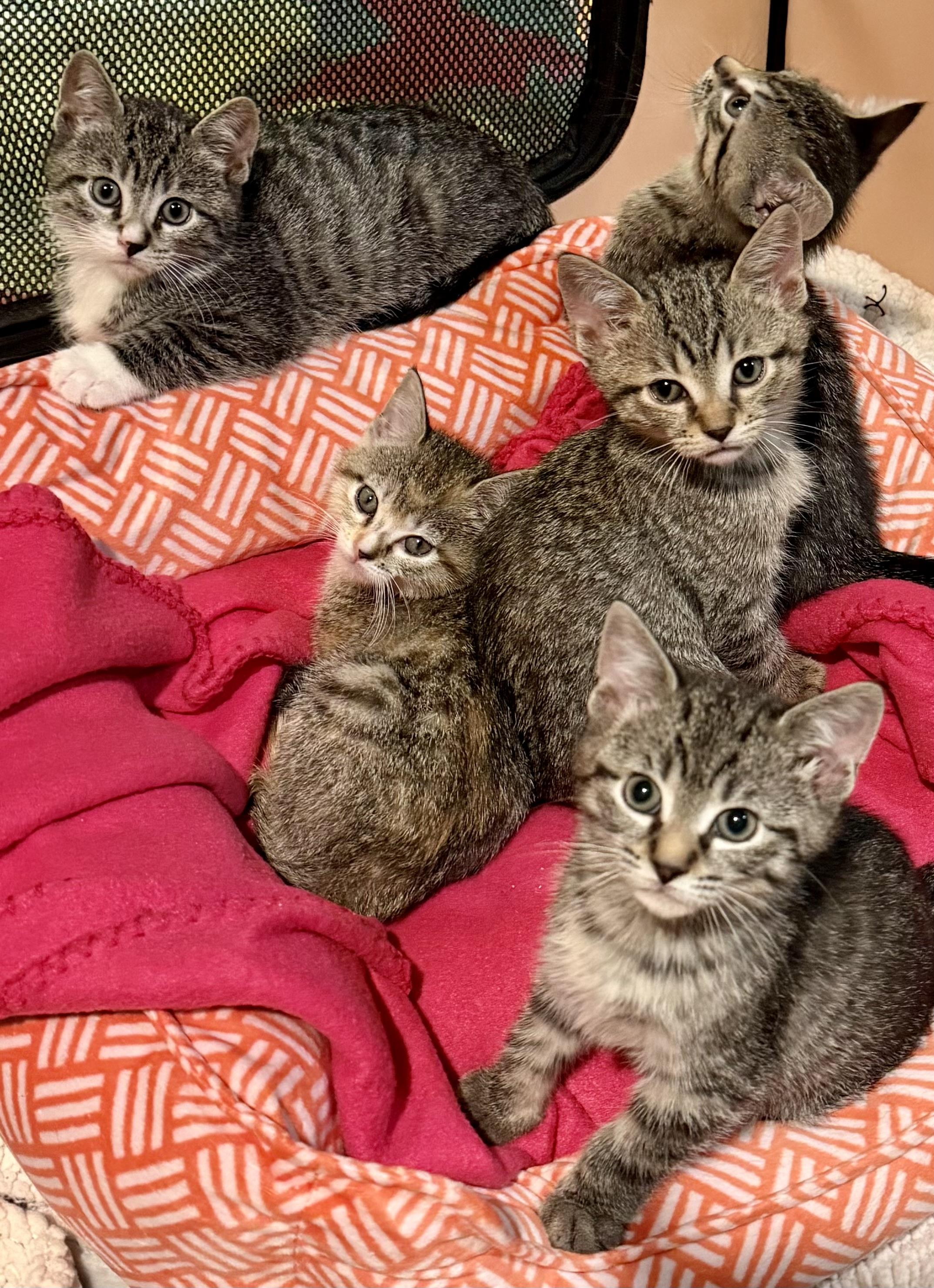 Enlarge Jack, a Adoptable Domestic Short Hair in Westfield, NJ image 3/5