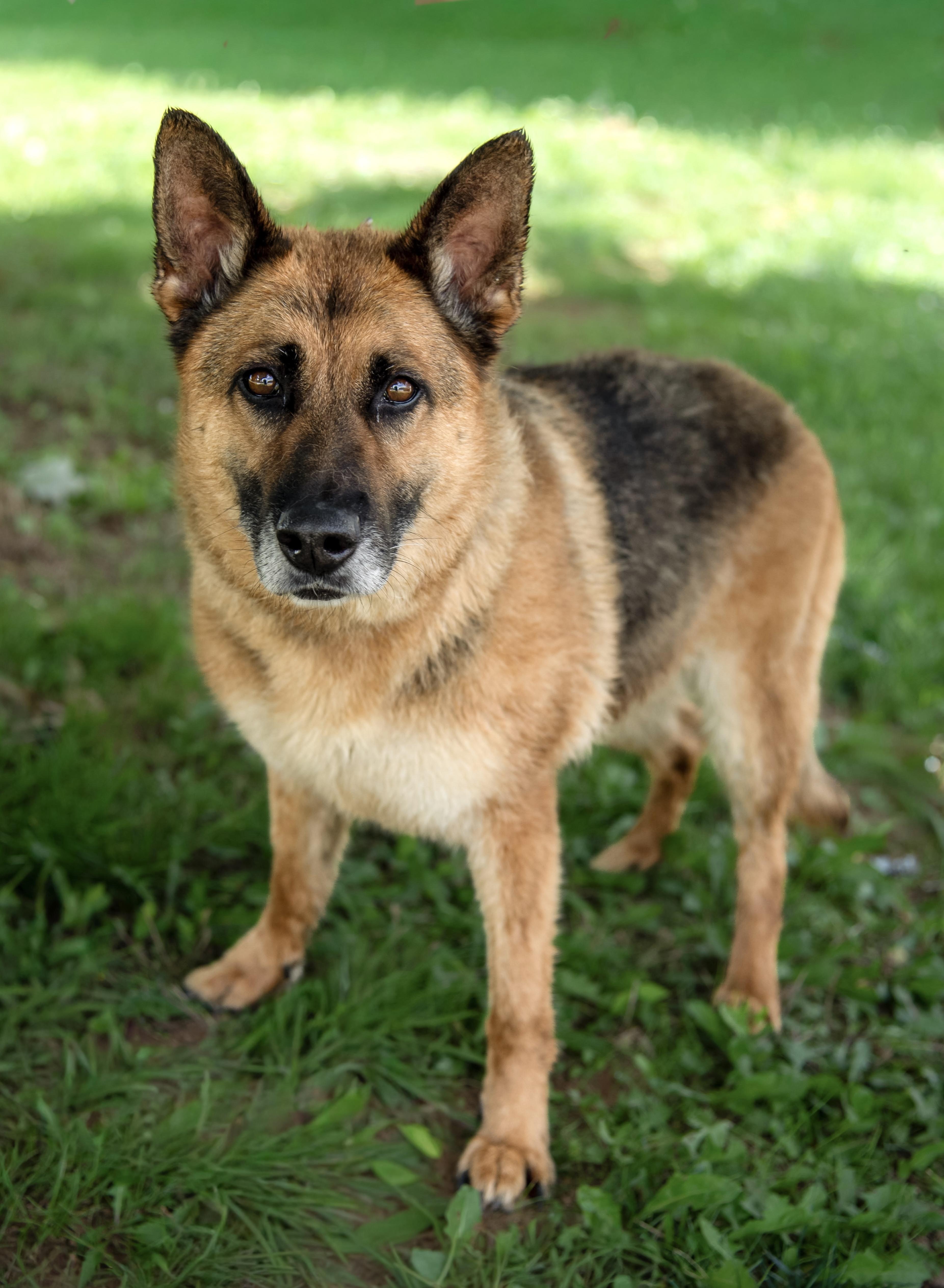 Enlarge Leela, a Adoptable German Shepherd Dog in Richfield, OH image 2/3