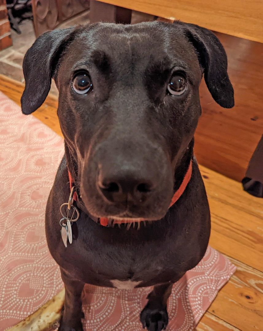 MILLIE photo 1