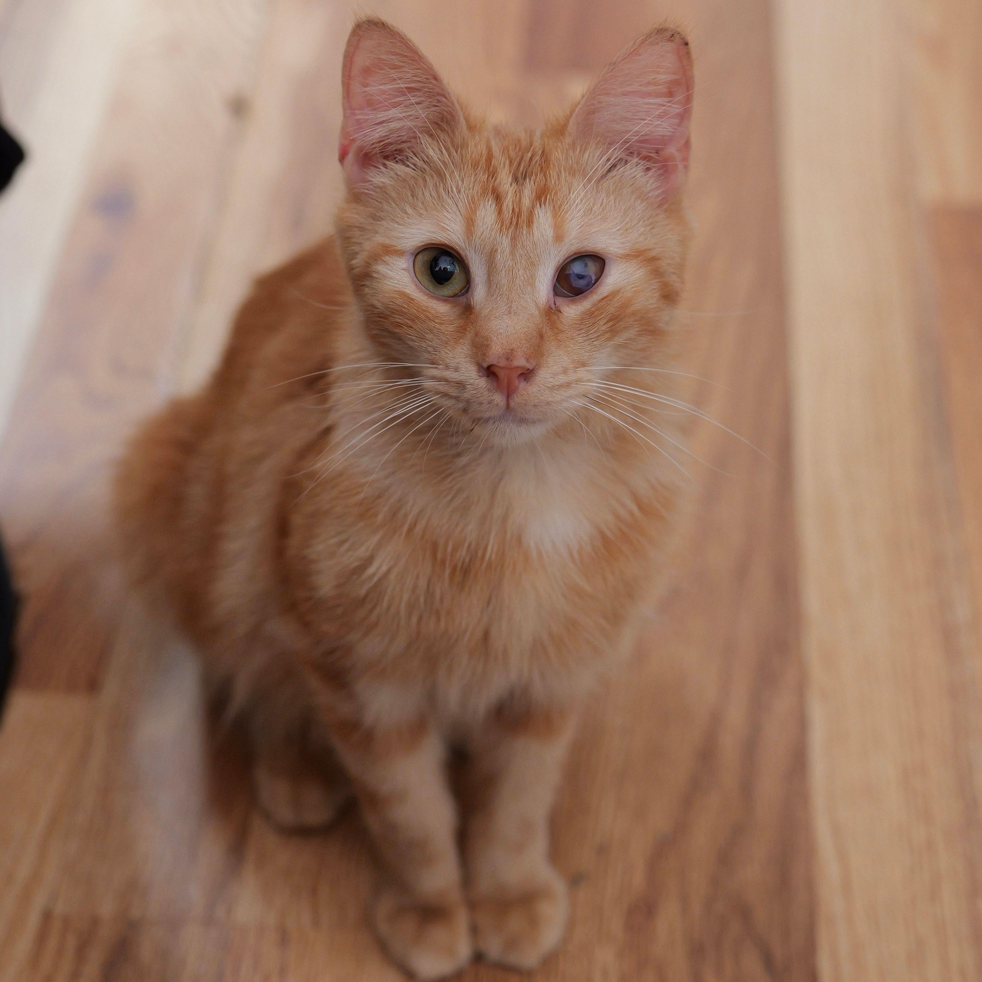 ALMOND, ADOPTABLE, Kitten Male Tabby.