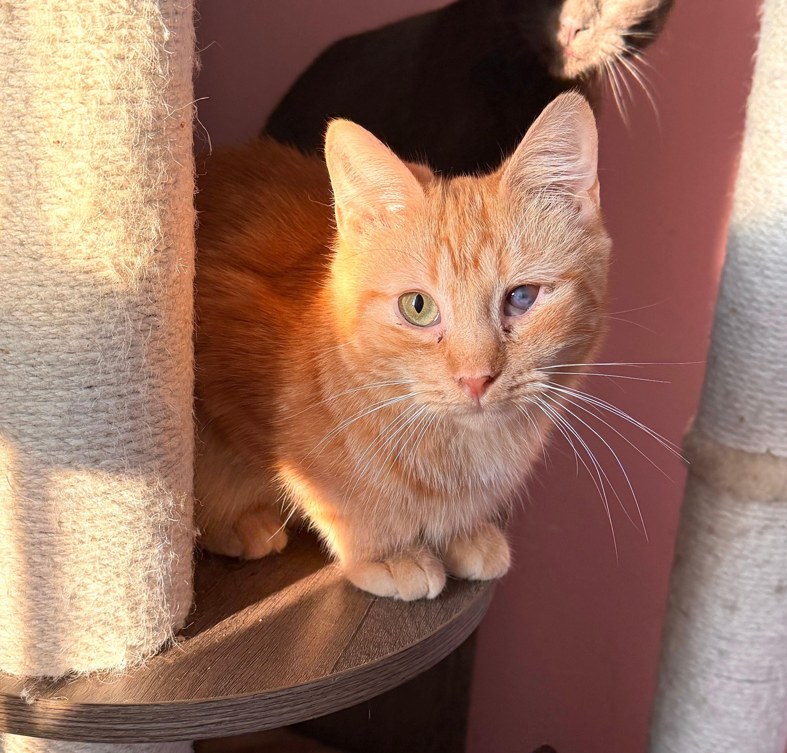 ALMOND, a ADOPTABLE Tabby in New York, NY image 2/2