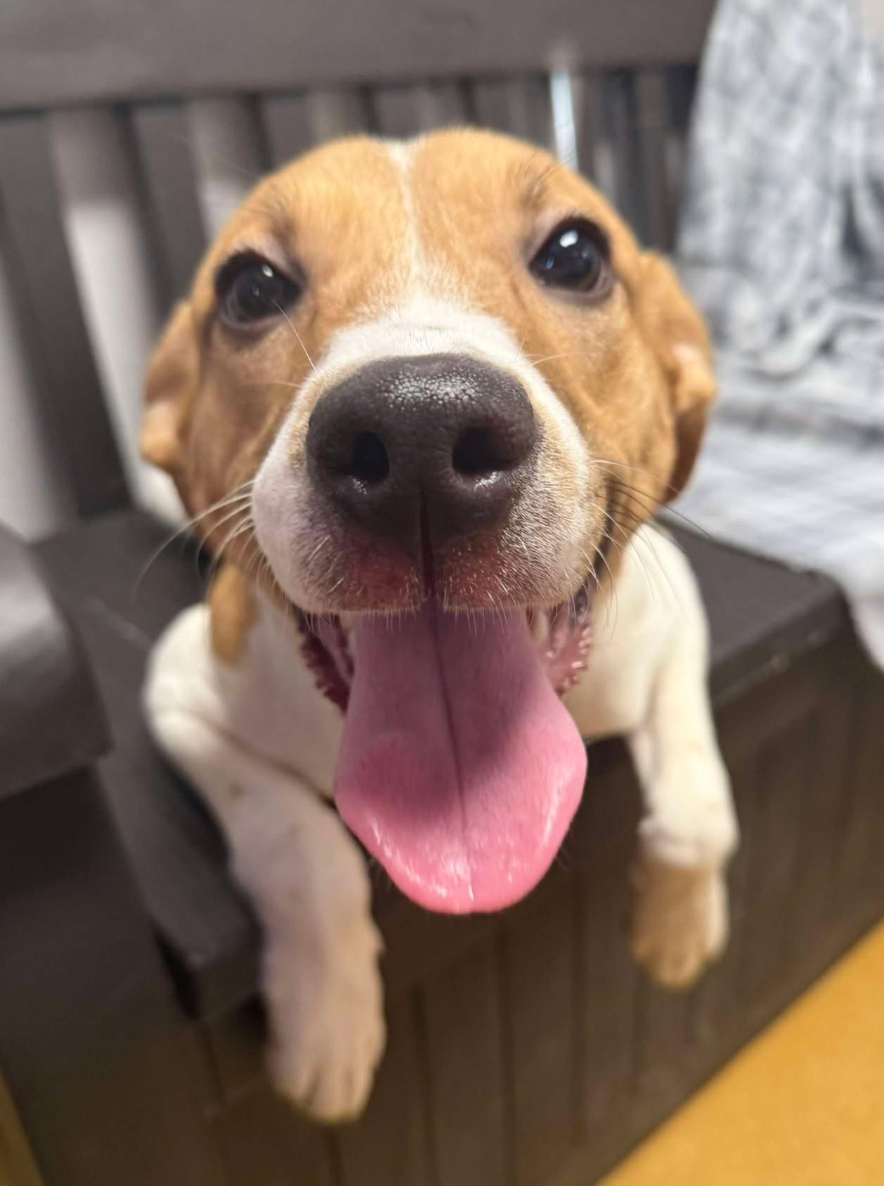 Enlarge Cardi Luna, a Adoptable mixed breed in Maryville, MO image 2/5