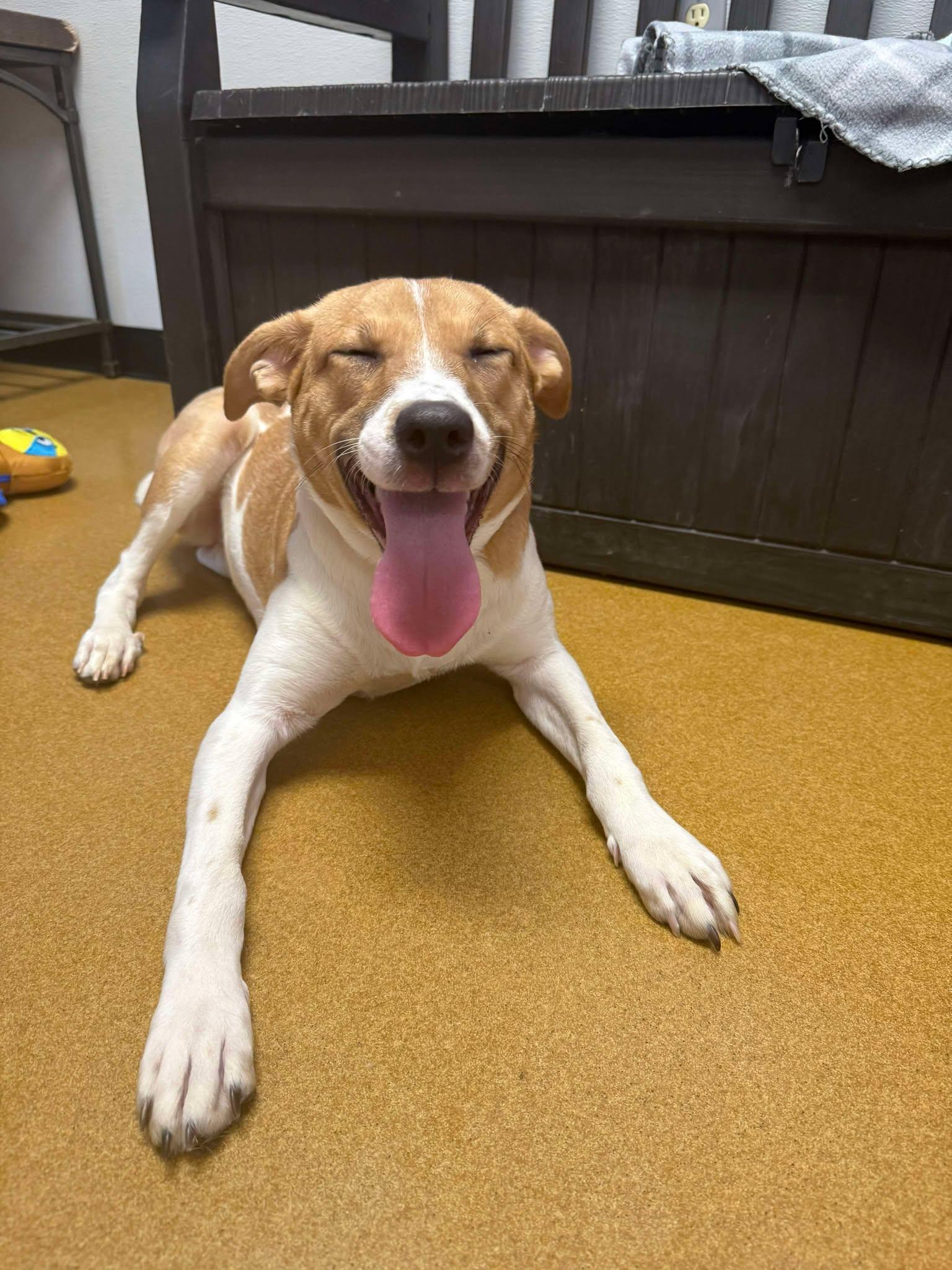 Cardi Luna, Adoptable, Young Female Hound & Catahoula Leopard Dog.
