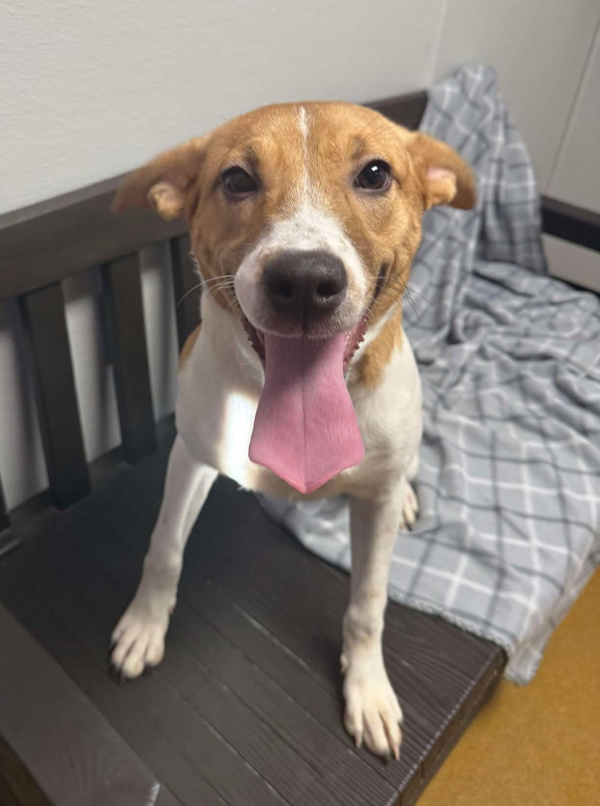 Enlarge Cardi Luna, a Adoptable mixed breed in Maryville, MO image 4/5