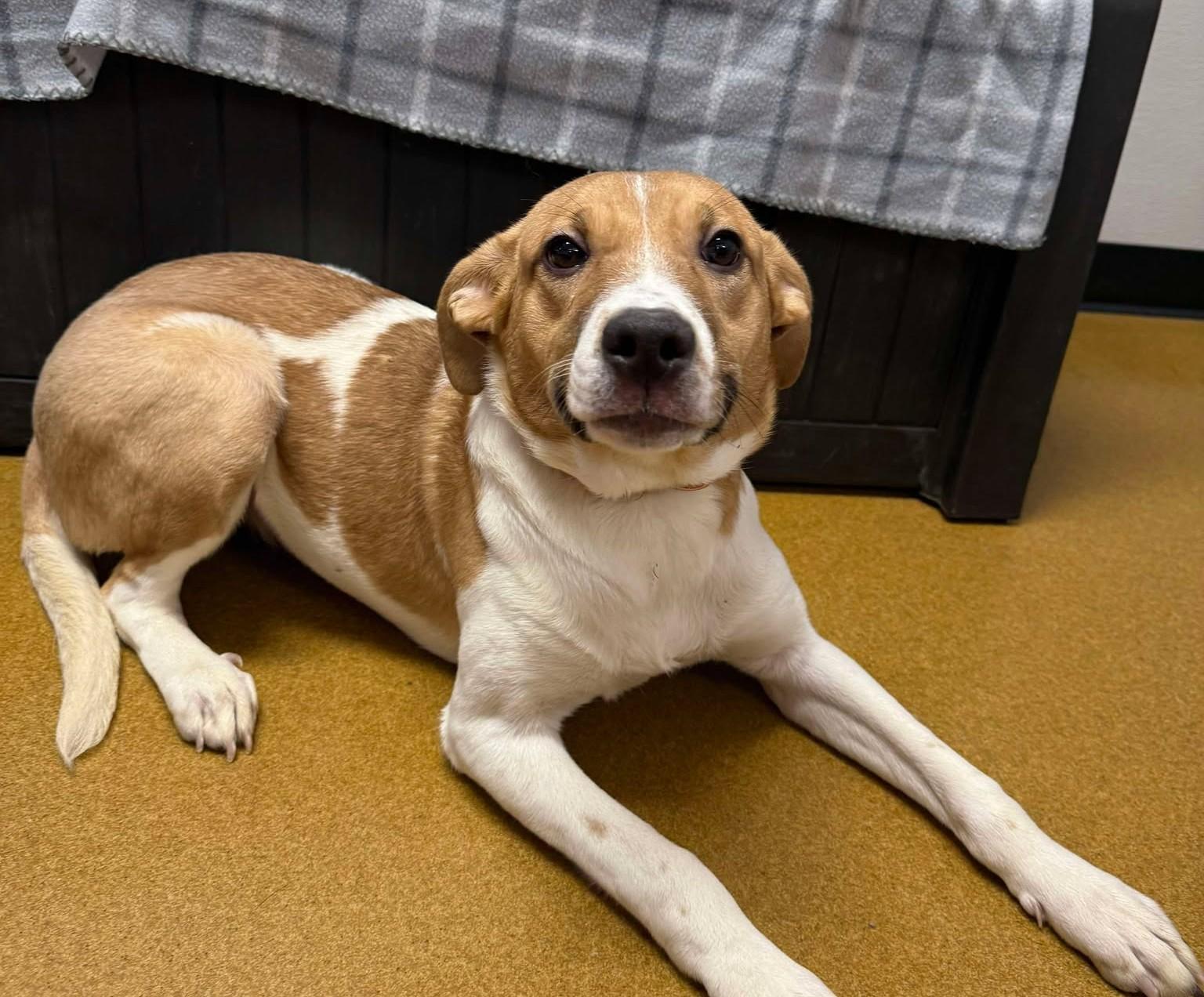 Enlarge Cardi Luna, a Adoptable mixed breed in Maryville, MO image 3/5