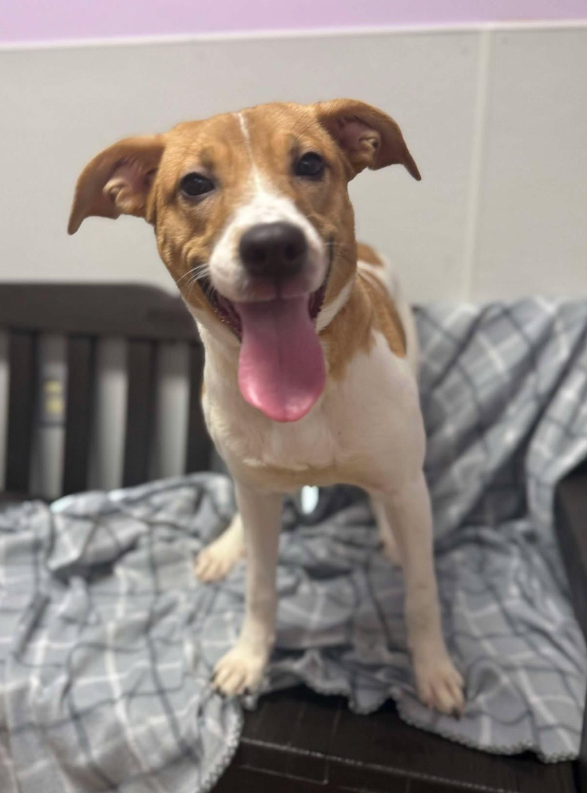 Cardi Luna, Adoptable, Young Female Hound & Catahoula Leopard Dog.