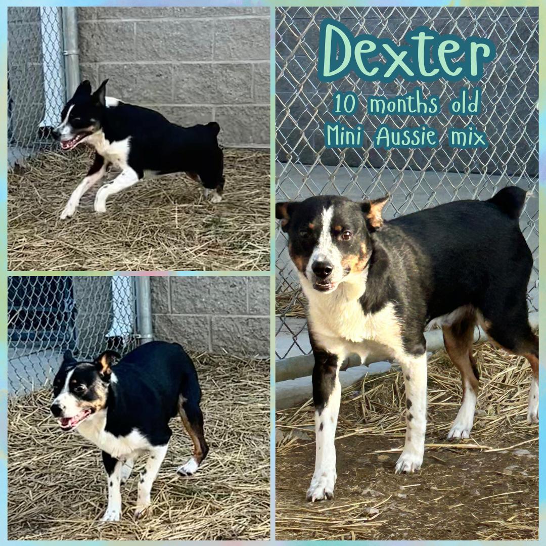 Dexter, ADOPTABLE, Young Male Australian Shepherd.