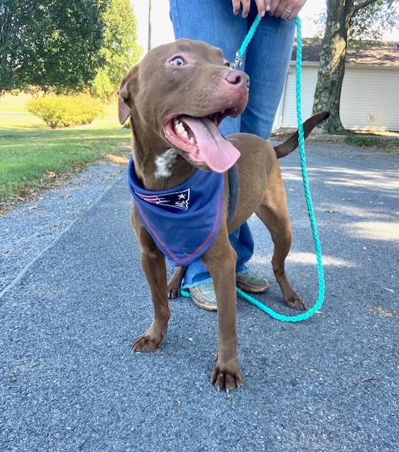 Enlarge Rusty Sunbeam, a Adoptable mixed breed in Woburn, MA image 1/6