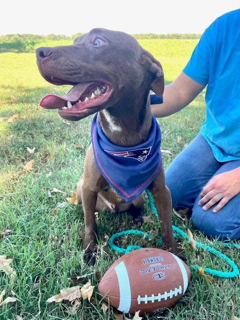 Enlarge Rusty Sunbeam, a Adoptable mixed breed in Woburn, MA image 4/6