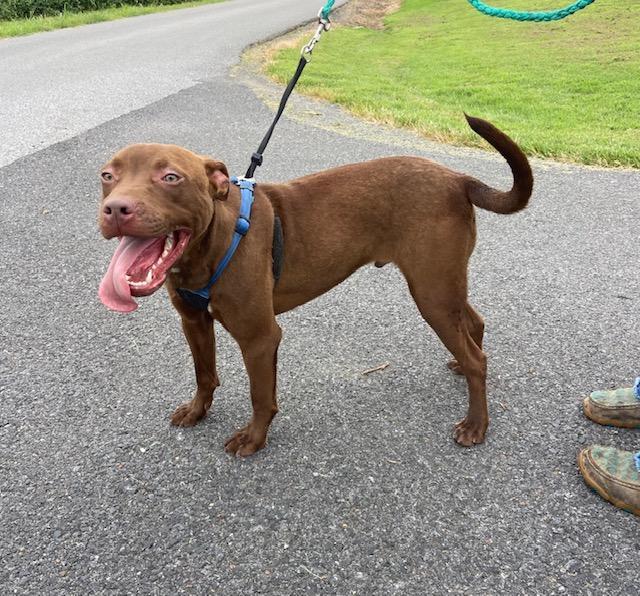 Enlarge Rusty Sunbeam, a Adoptable mixed breed in Woburn, MA image 3/6