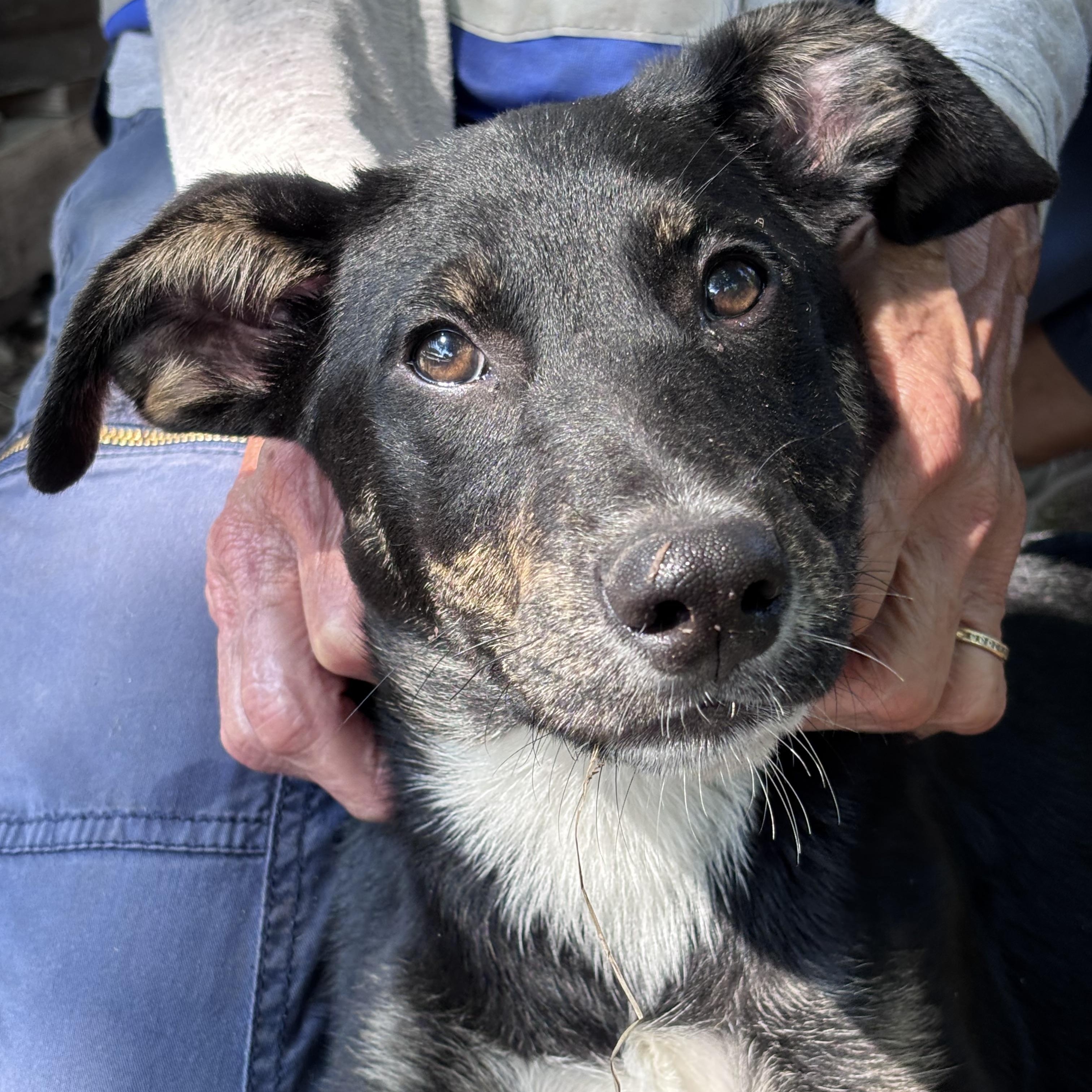 Bo Peep, Adoptable, Puppy Female Mixed Breed.