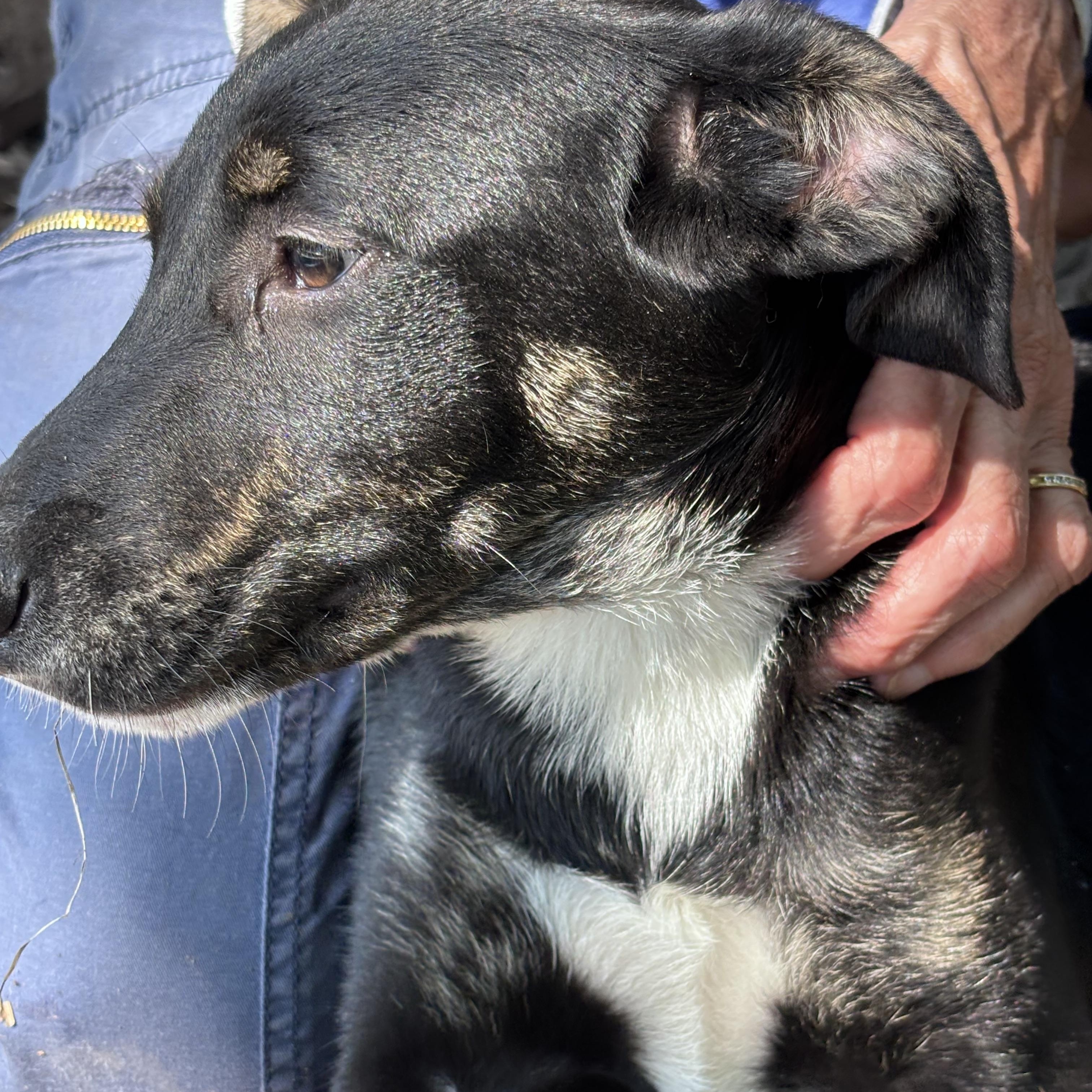 Bo Peep, a Adoptable mixed breed in Chardon, OH image 3/6
