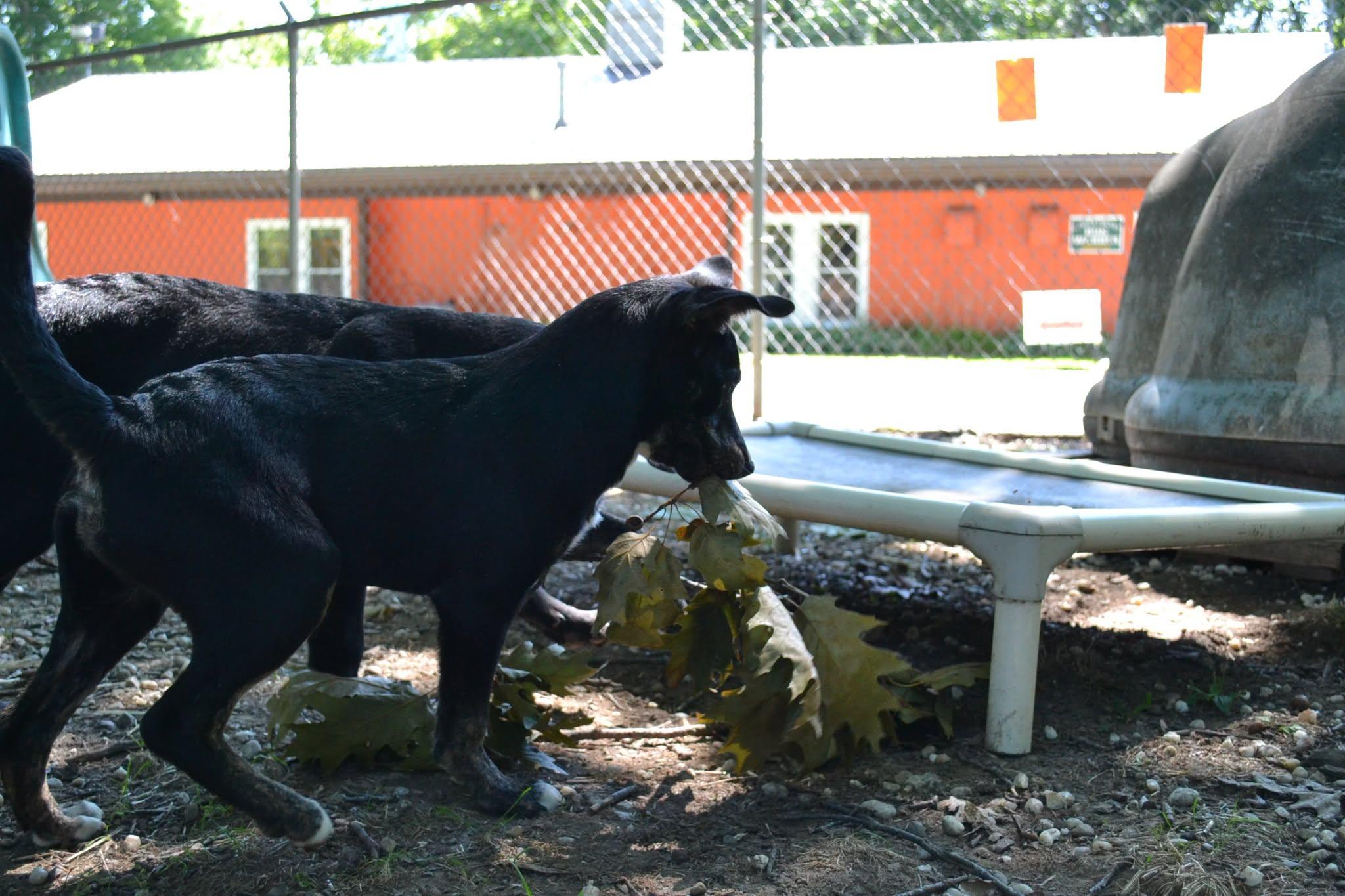 Bo Peep, a Adoptable mixed breed in Chardon, OH image 4/6