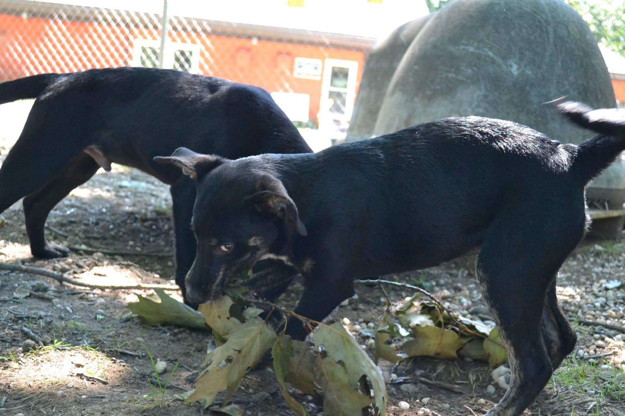 Bo Peep, a Adoptable mixed breed in Chardon, OH image 6/6