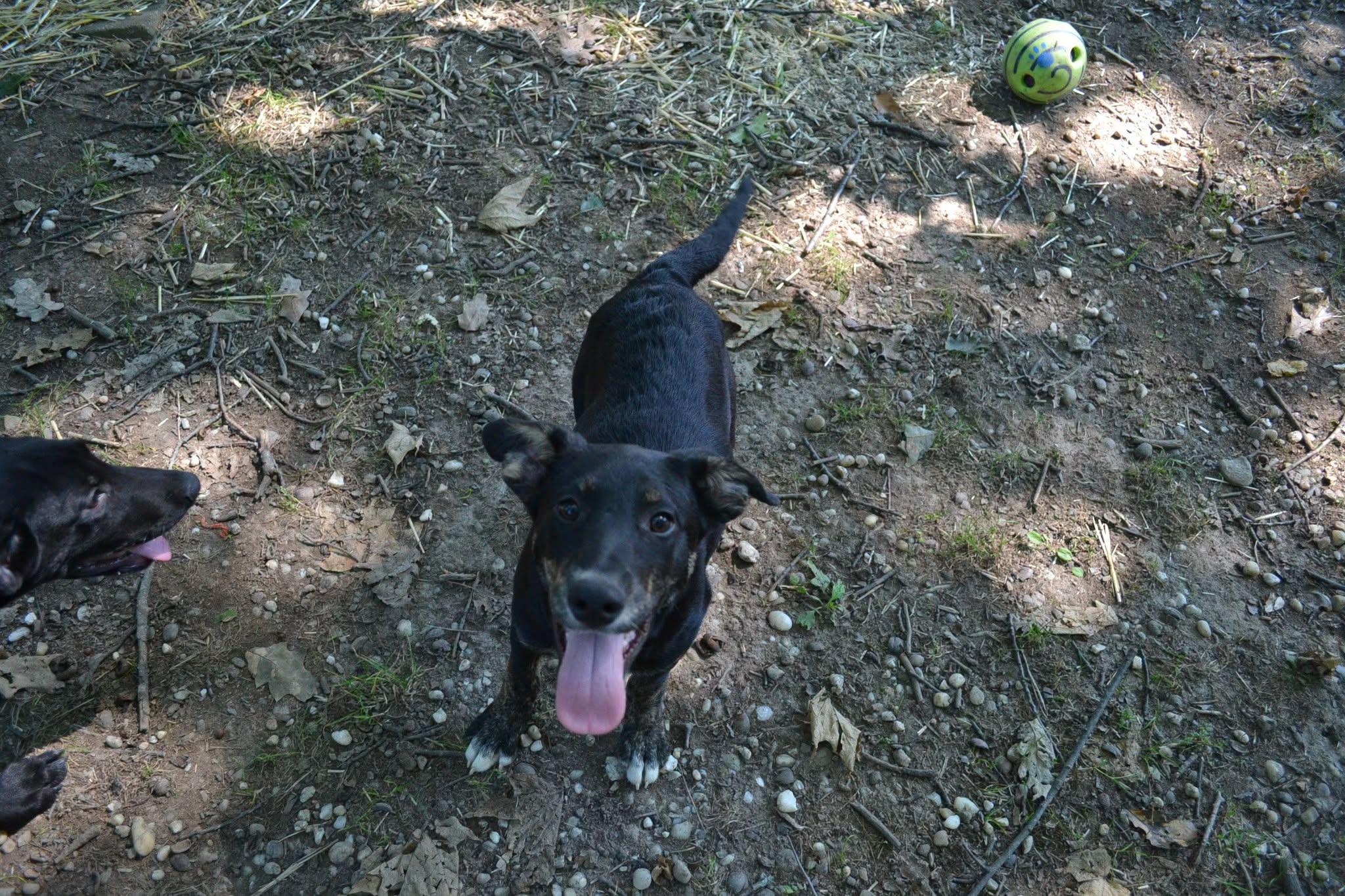 Bo Peep, a Adoptable mixed breed in Chardon, OH image 5/6