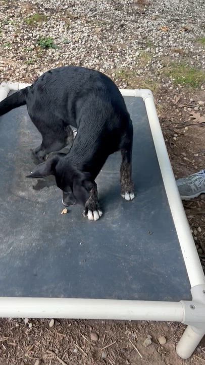 Enlarge Bo Peep, a Adoptable mixed breed in Chardon, OH video 2/6