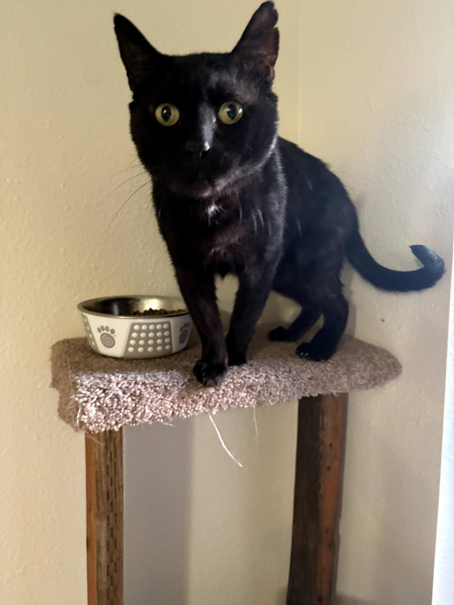 Enlarge Sanford, a ADOPTABLE mixed breed in Rochester, WA image 1/4