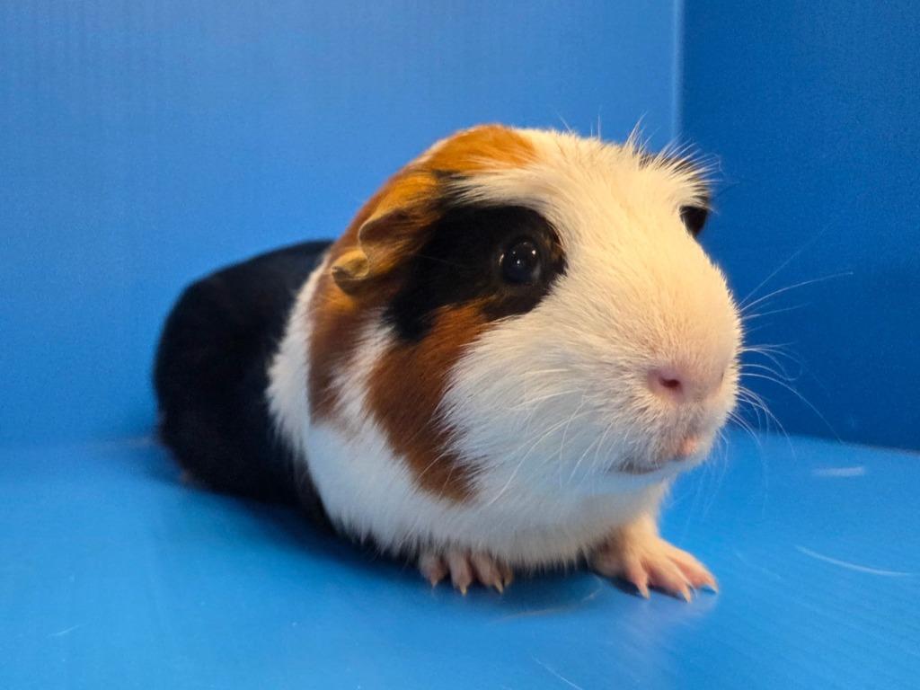 Joseph, Adoptable, Young Male Guinea Pig.