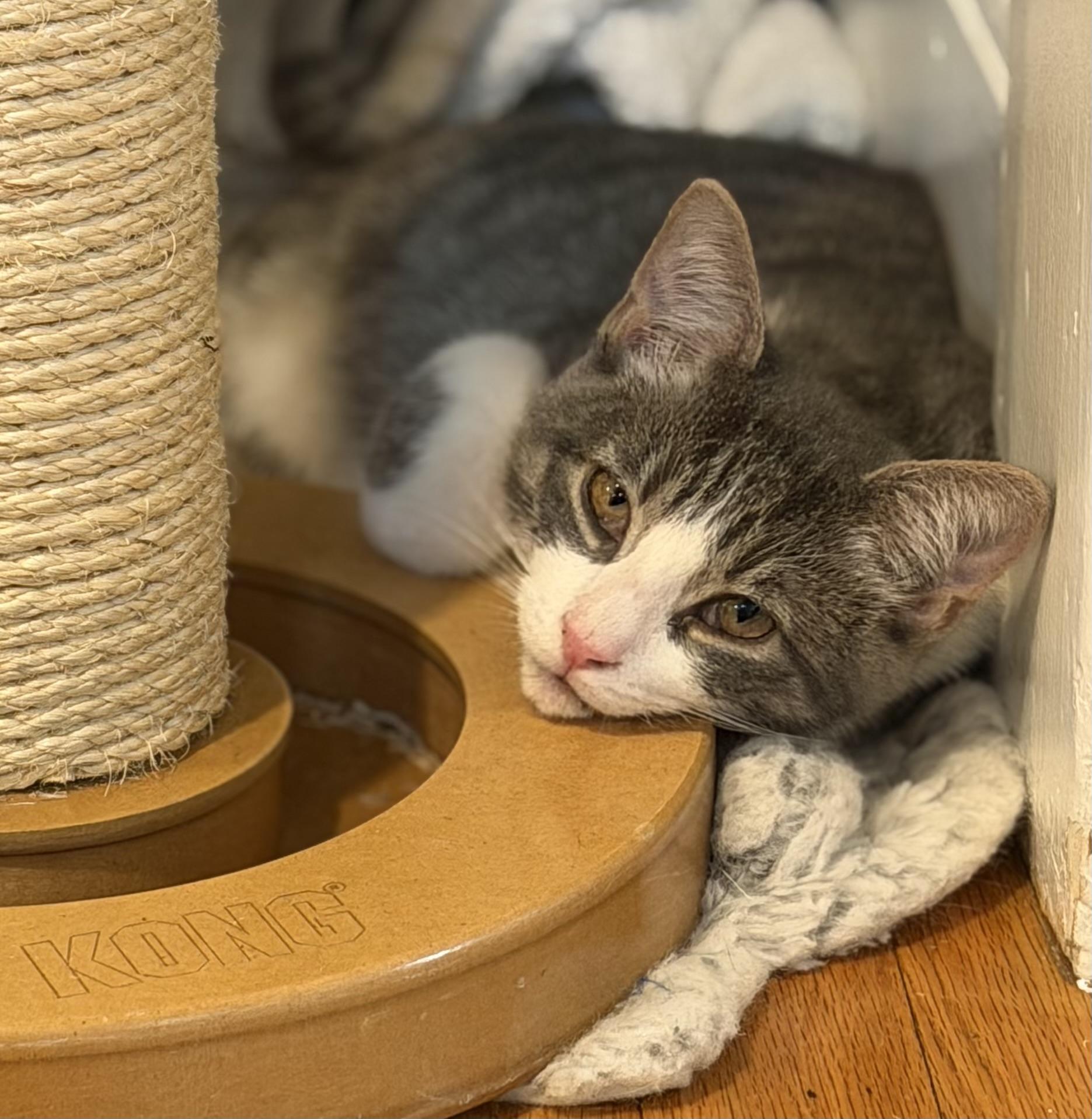 Enlarge Skittles, a Adoptable Domestic Short Hair in Allentown, NJ image 4/6