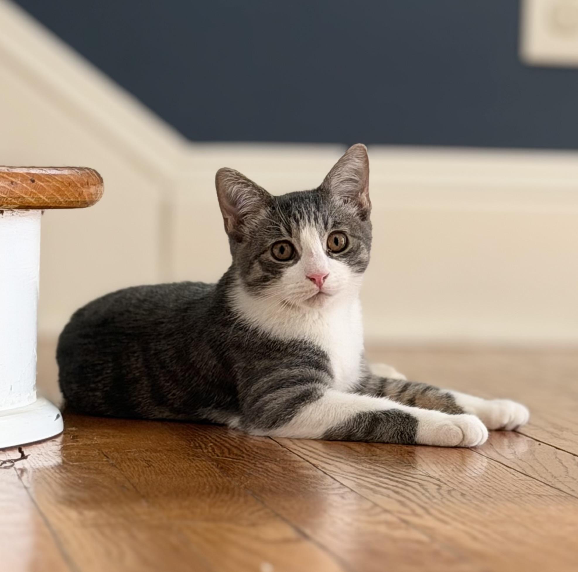 Enlarge Skittles, a Adoptable Domestic Short Hair in Allentown, NJ image 2/6