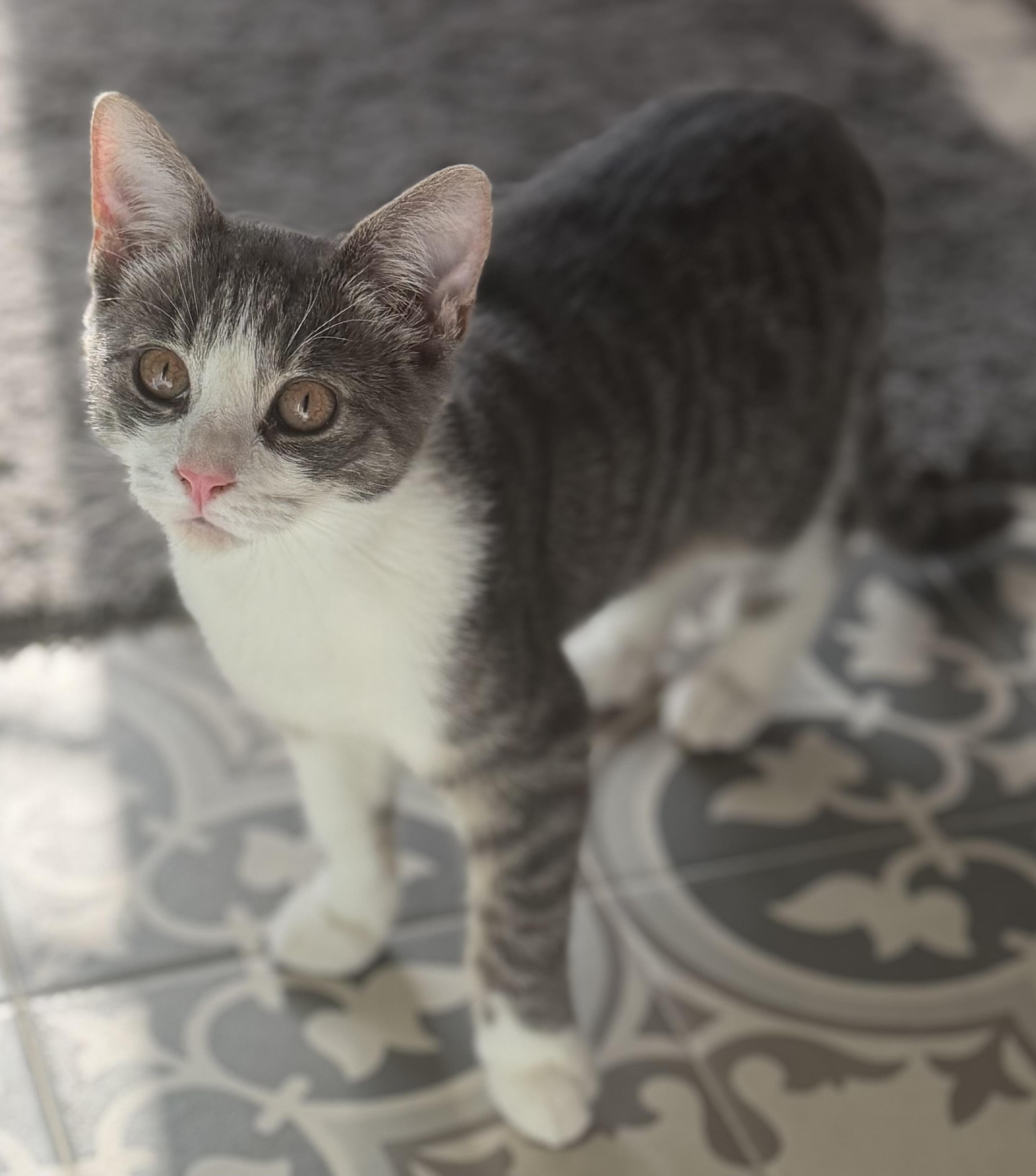 Enlarge Skittles, a Adoptable Domestic Short Hair in Allentown, NJ image 3/6