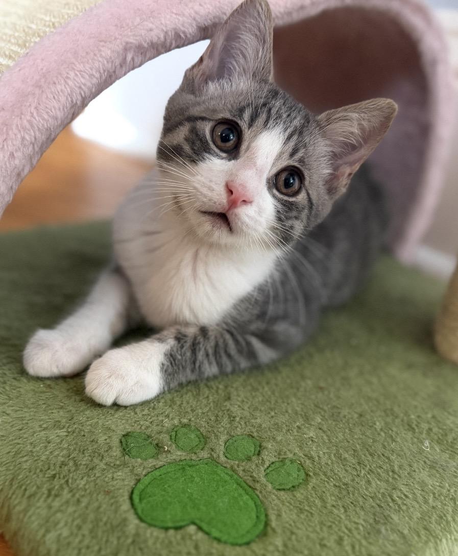 Enlarge Skittles, a Adoptable Domestic Short Hair in Allentown, NJ image 6/6