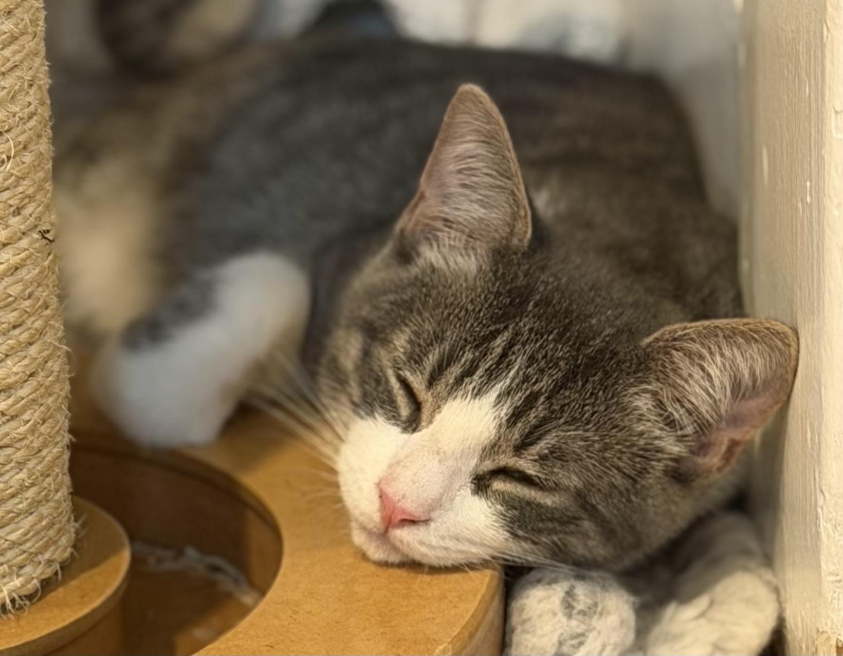 Enlarge Skittles, a Adoptable Domestic Short Hair in Allentown, NJ image 5/6