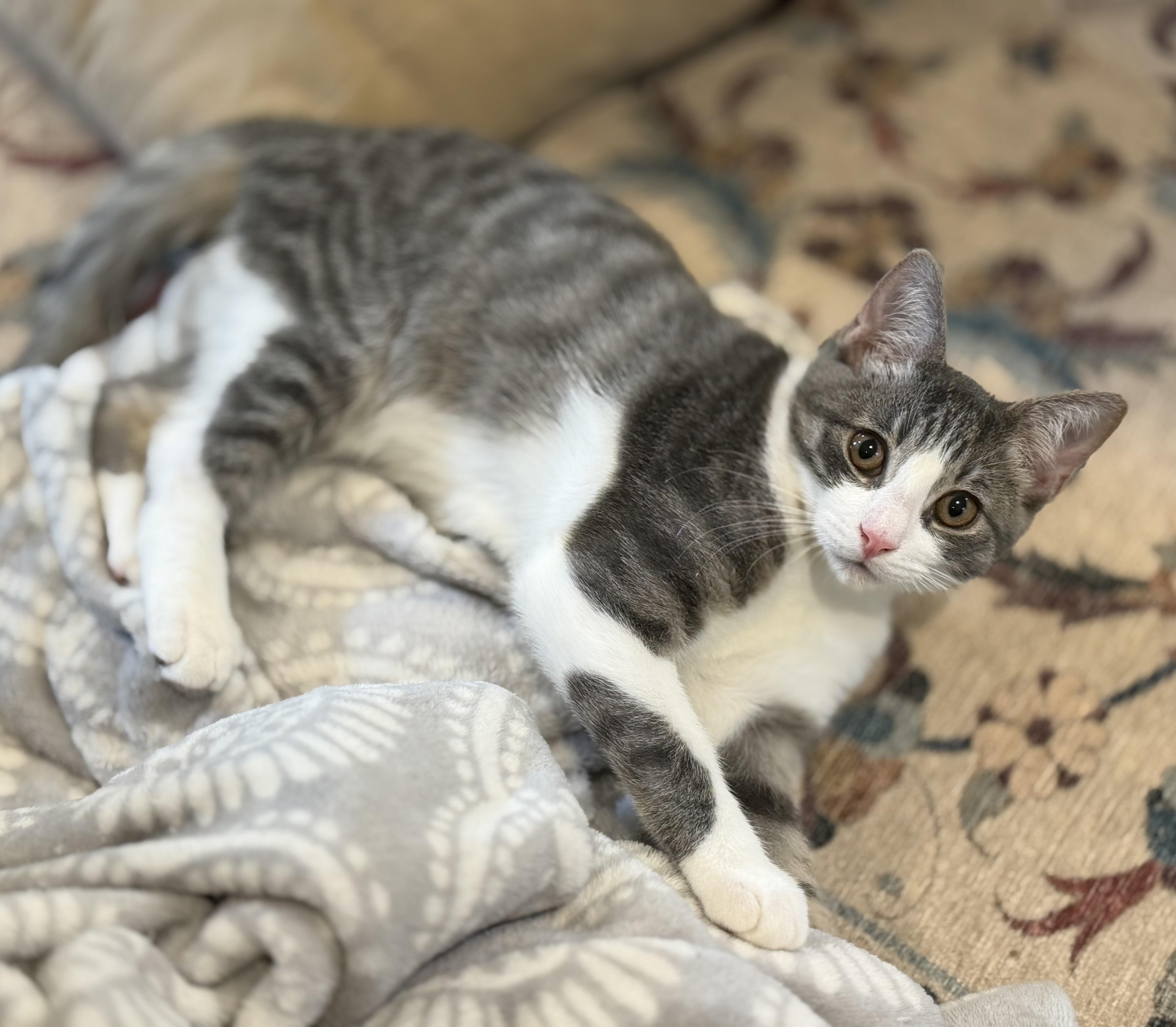 Skittles, Adoptable, Kitten Male Domestic Short Hair.