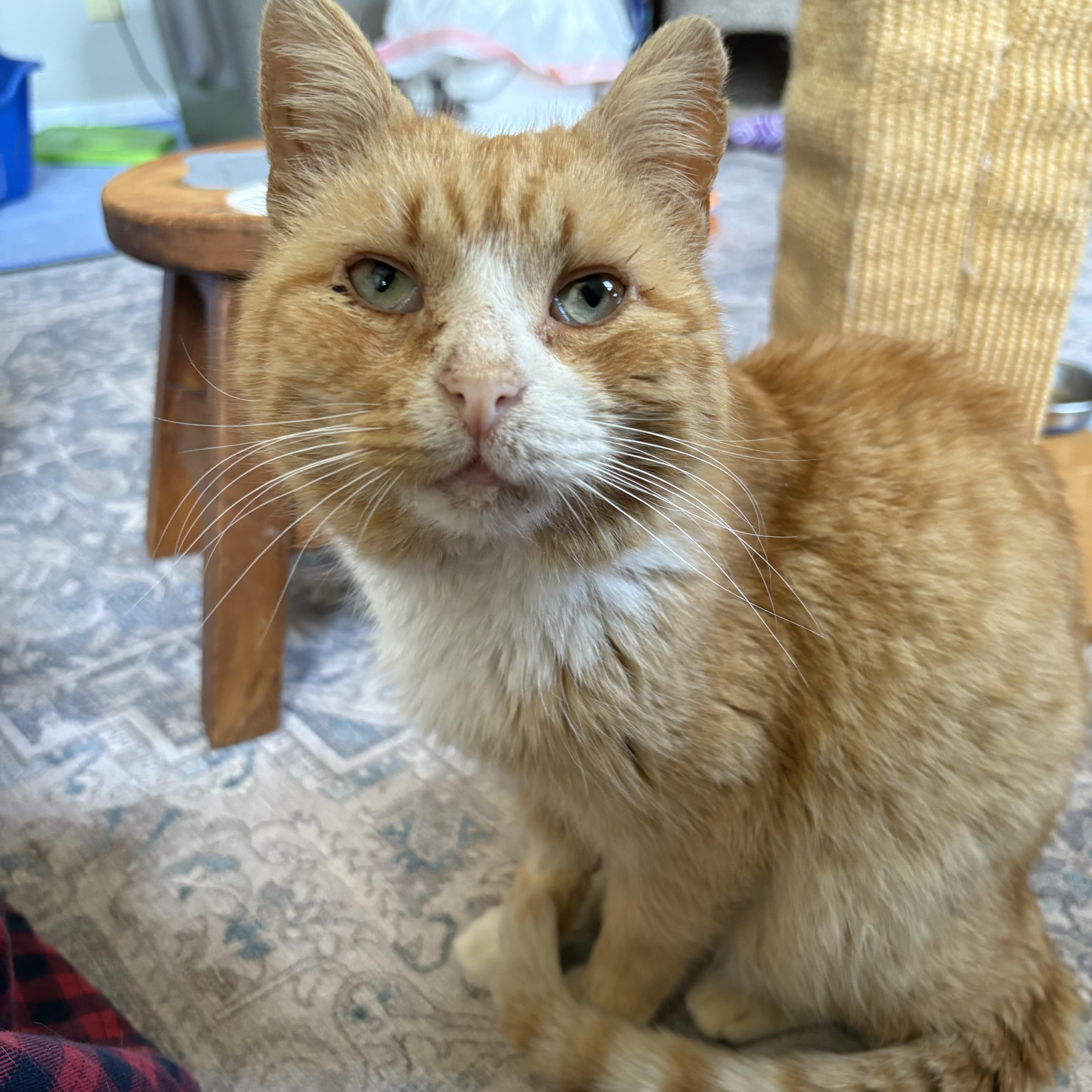 Enlarge Arlington, a Adoptable Domestic Short Hair in Warminster, PA image 1/5