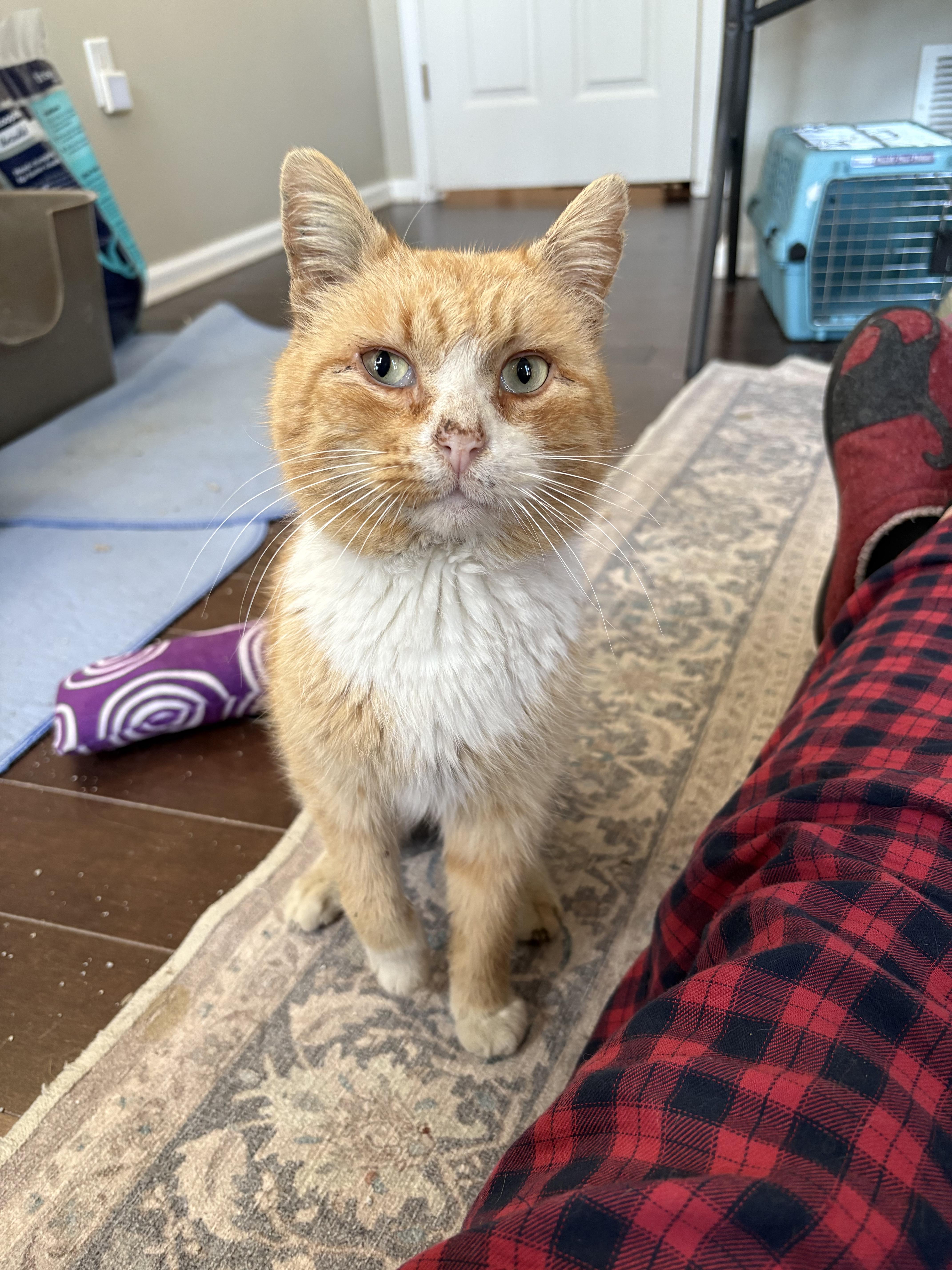 Enlarge Arlington, a Adoptable Domestic Short Hair in Warminster, PA image 2/5