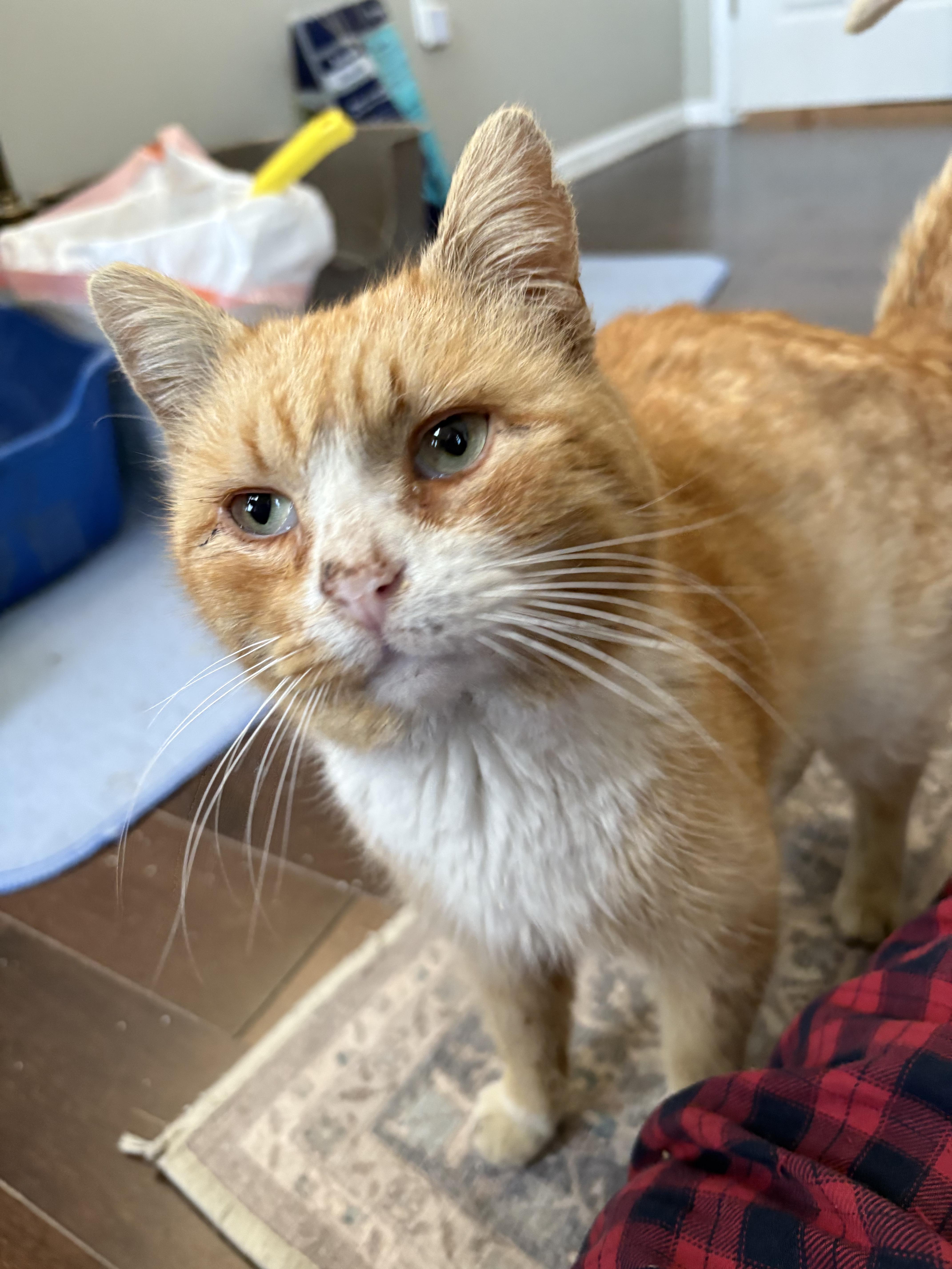 Enlarge Arlington, a Adoptable Domestic Short Hair in Warminster, PA image 3/5