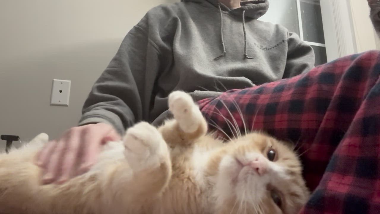 Enlarge Arlington, a Adoptable Domestic Short Hair in Warminster, PA video 4/5