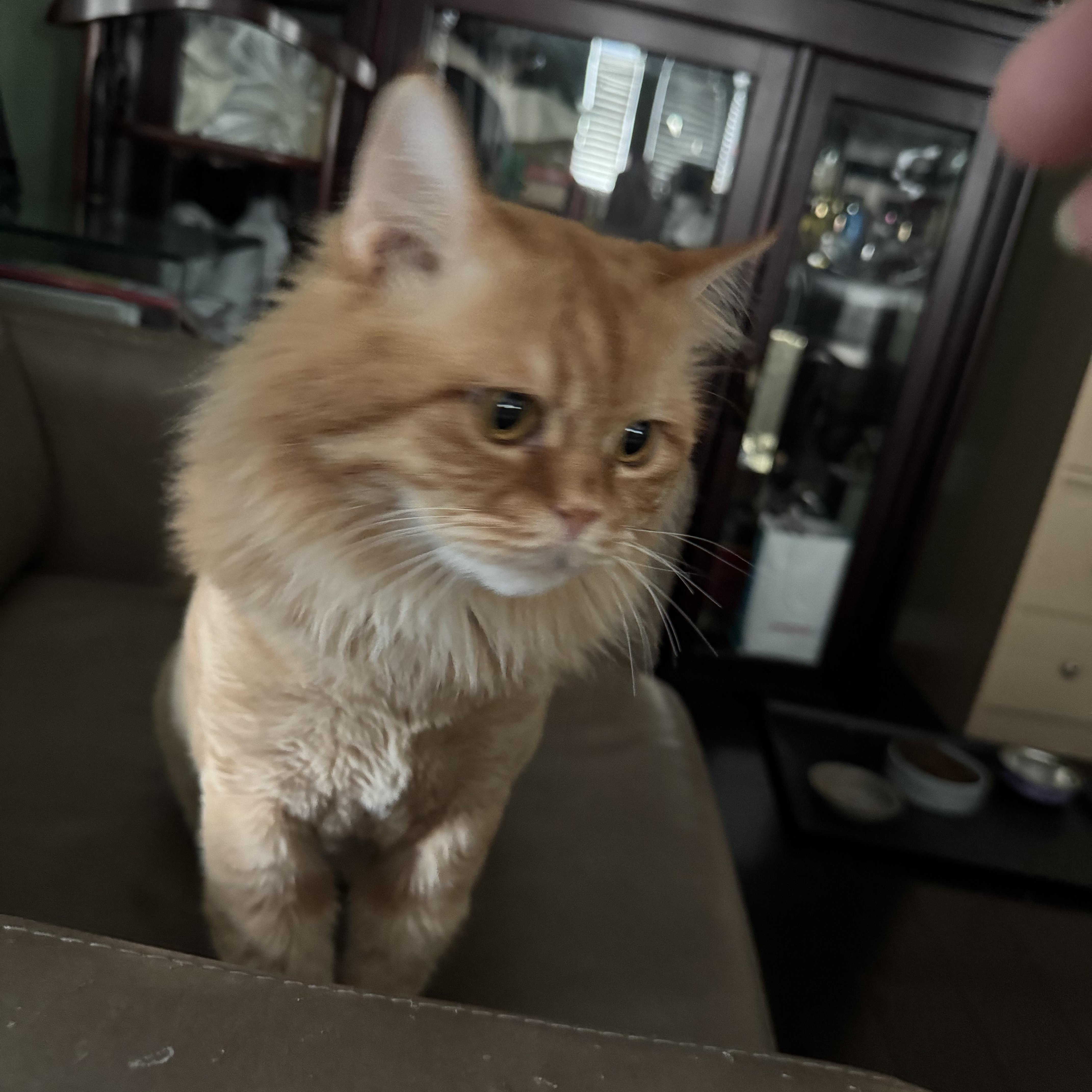 Habeeb, Adult Male Siberian