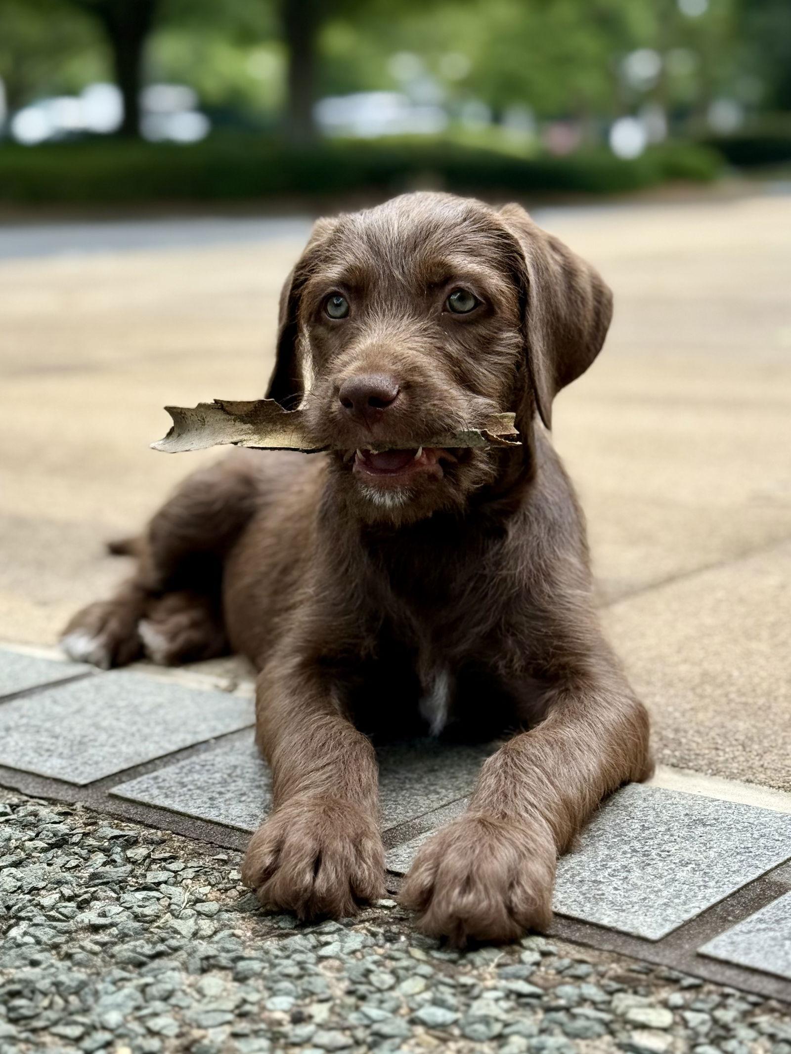 Autumn, Adopted, Puppy Female Pit Bull Terrier & Standard Poodle.