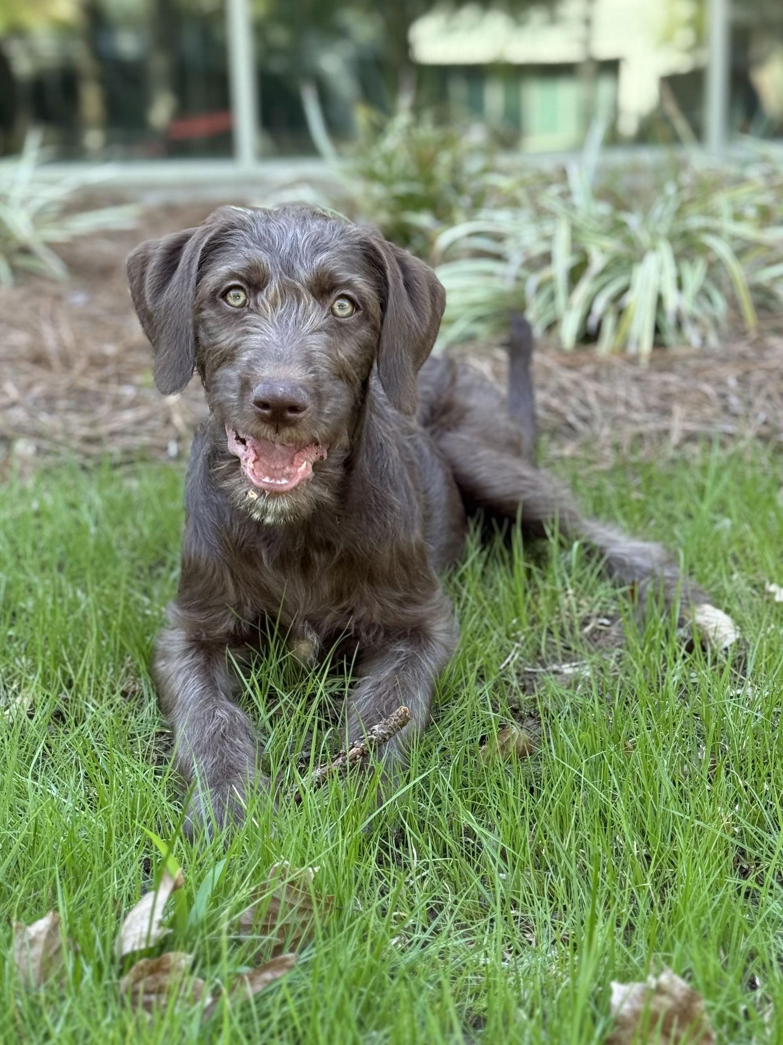 Enlarge Autumn, a Adopted mixed breed in Woodstock, GA image 2/3