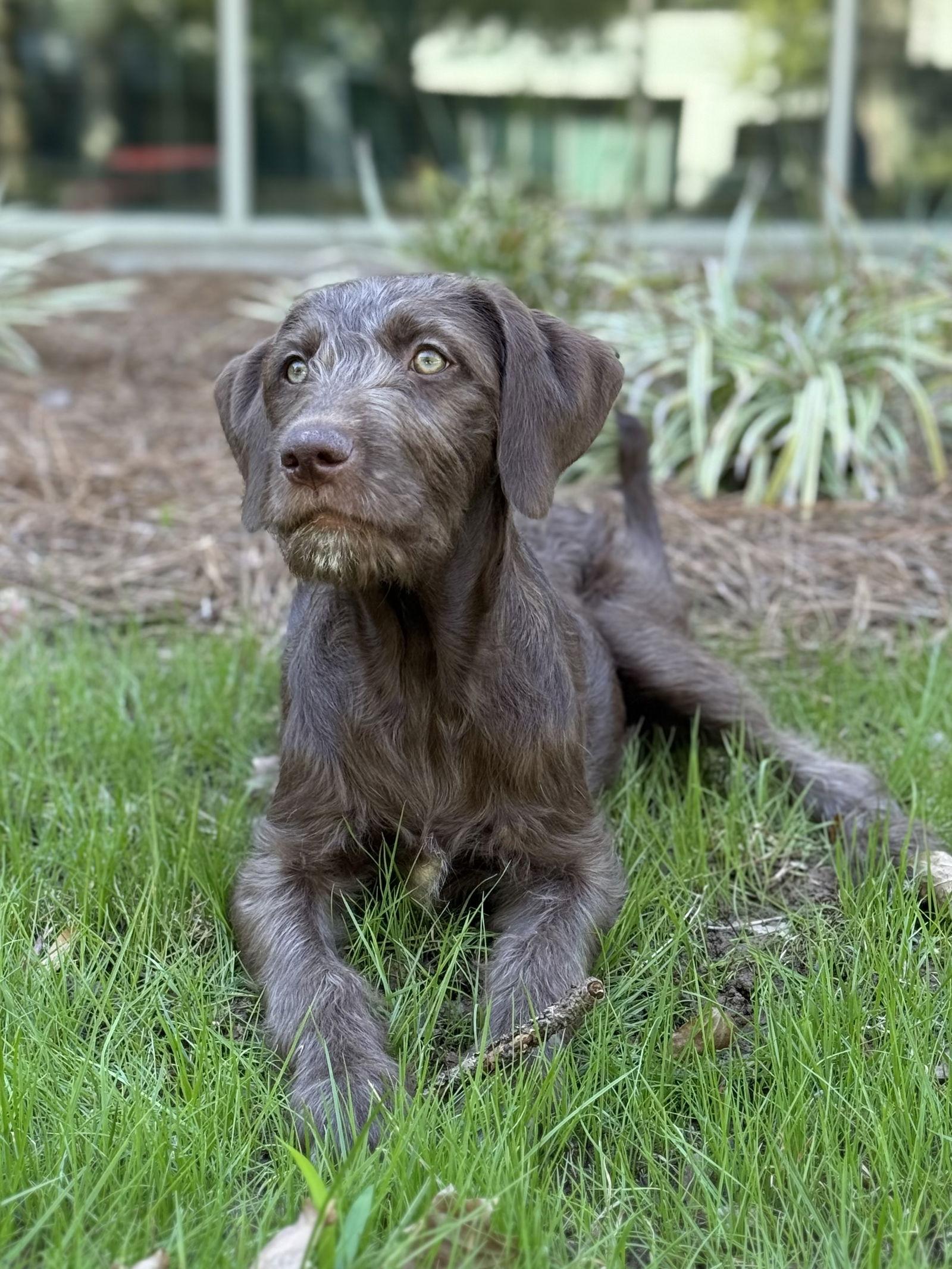 Enlarge Autumn, a Adopted mixed breed in Woodstock, GA image 3/3