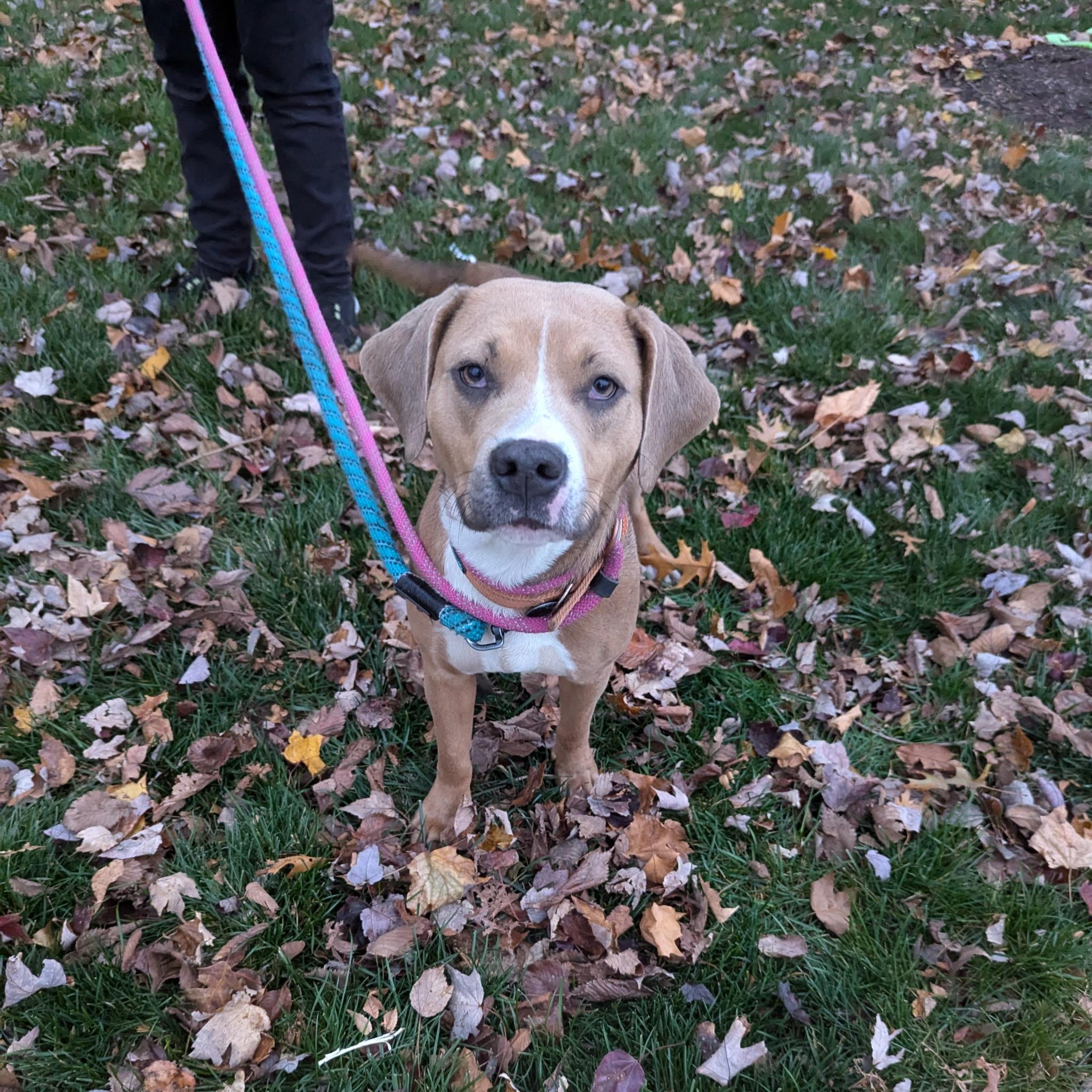 Enlarge Harper, a Adoptable mixed breed in Paramus, NJ image 3/5